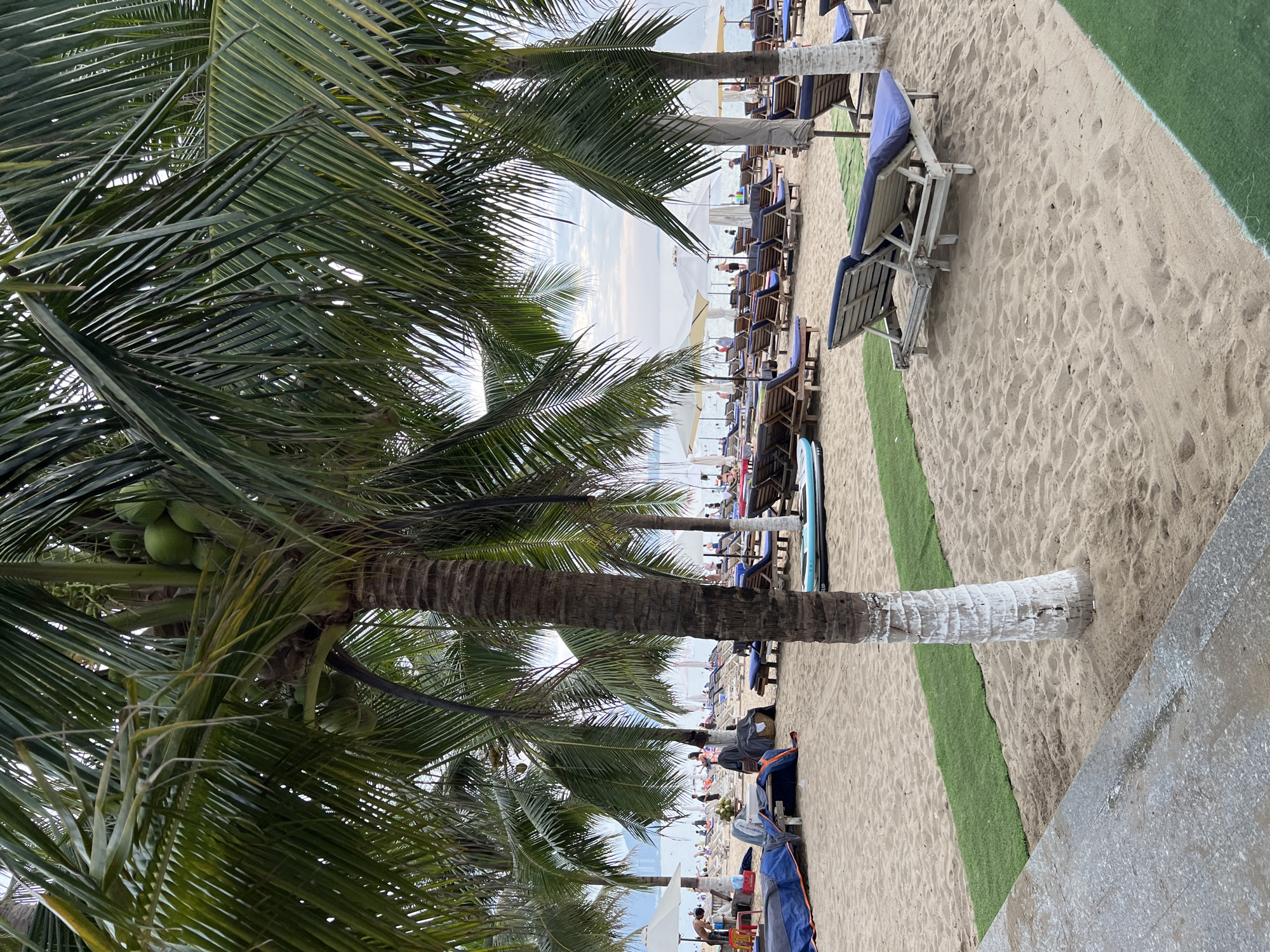 This image captures a section of a sandy beach in Nha Trang, Vietnam. In the foreground, a grey paved walkway borders a strip of artificial green turf, beyond which lies the sandy beach. Several palm trees with green fronds and some coconuts are visible, with one in particular in the mid-left foreground having a white-painted base.
The beach is dotted with numerous lounge chairs, many with blue cushions, and some under white umbrellas, suggesting a resort or public beach area. In the middle ground, several people are present. Some are sitting on lounge chairs or walking. On the far left, there's a blue tarp and some red chairs next to a person. A surfboard or paddleboard is visible on the sand between two palm trees.
The background shows the calm sea under a cloudy sky, with distant landmasses and buildings. The overall impression is a serene beach scene, likely during the day, with people enjoying a day at the seaside. The presence of lounge chairs and umbrellas indicates an area set up for relaxation and tourism.
