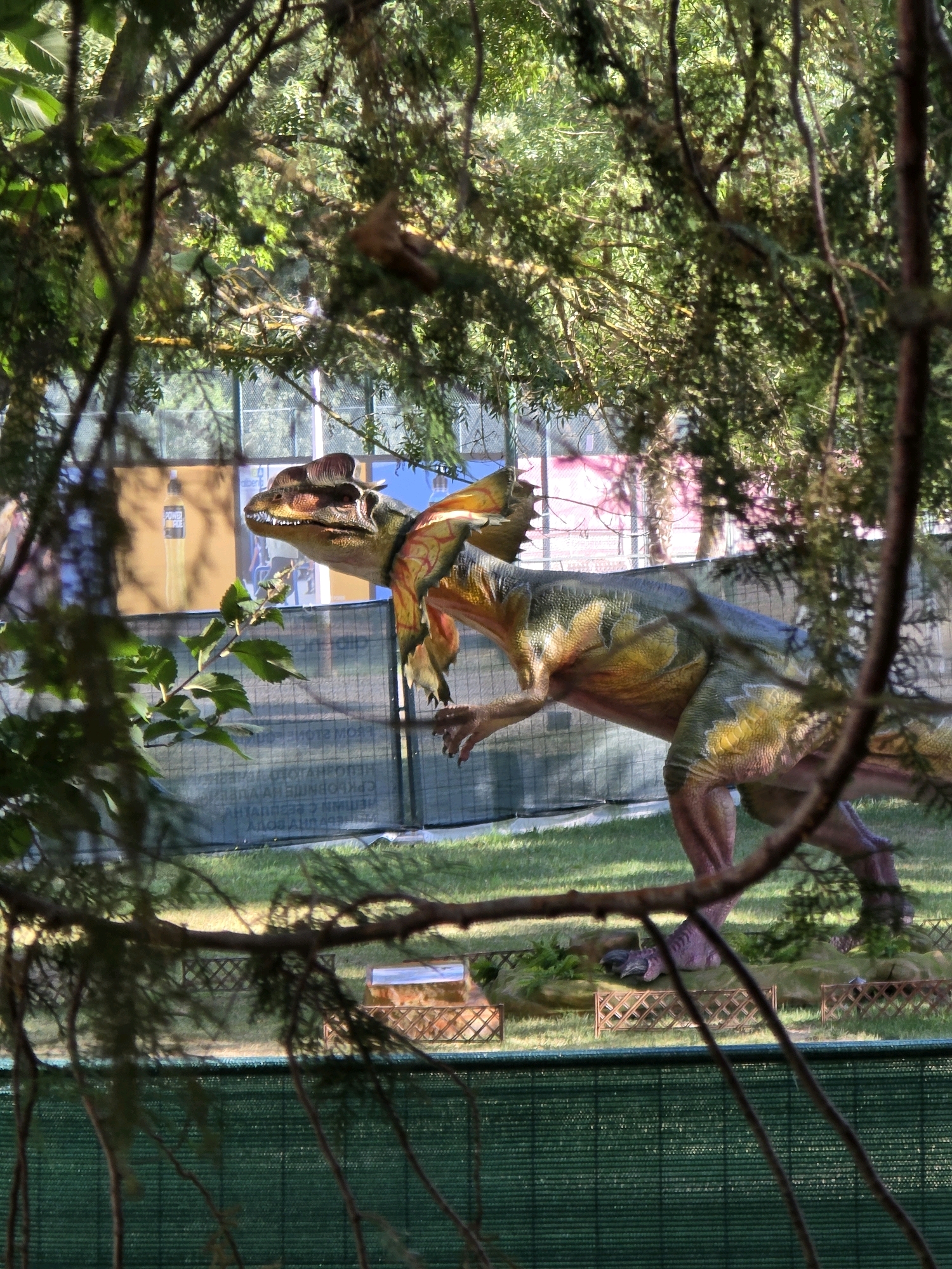 In Obrochishte, Bulgaria, a life-sized dinosaur model, specifically a Dilophosaurus, is displayed outdoors, partially obscured by tree branches and foliage. The model is depicted in a dynamic pose, with its distinctive frill around its neck extended. The dinosaur is situated on a grassy area, with a fence in the background. Behind the fence, there are various structures, including a building with windows and a yellow bottle that appears to be a prop. The environment suggests an outdoor exhibit or park. The lighting indicates it is daytime, with sunlight filtering through the trees, creating dappled shadows. No humans are visible in the immediate vicinity of the dinosaur.