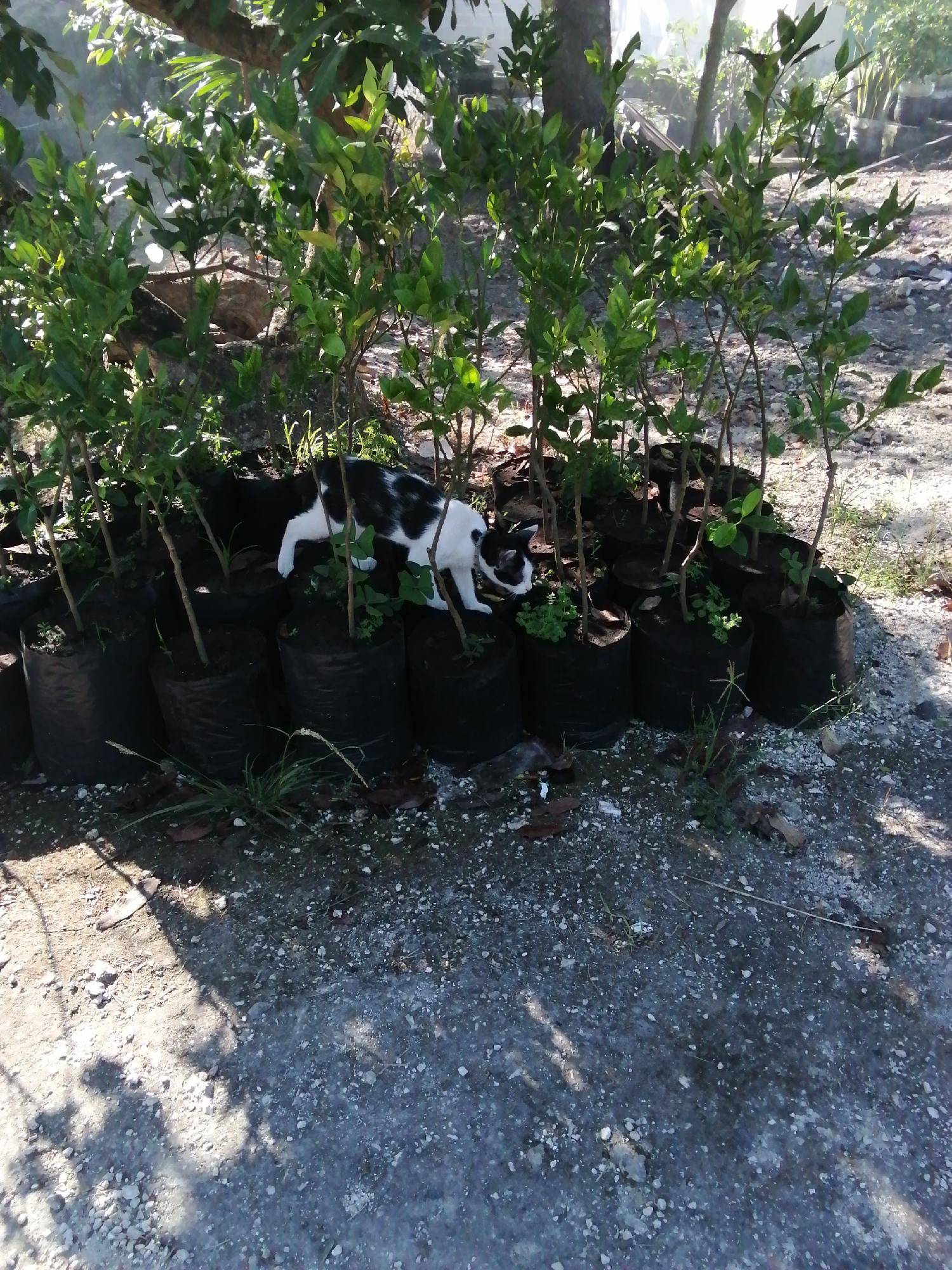 In an outdoor environment, a black and white cat stands amidst several potted saplings. The saplings are housed in black plastic bags, which are arranged in a cluster on a dirt and gravel ground. The cat is positioned in the center of the frame, looking down towards the ground. The background features trees and foliage, with dappled sunlight filtering through. The overall scene appears to be a garden or nursery setting, possibly in an urban or suburban area, given the presence of potted plants and loose ground cover. The lighting suggests it is daytime, with shadows cast by the plants and possibly trees.