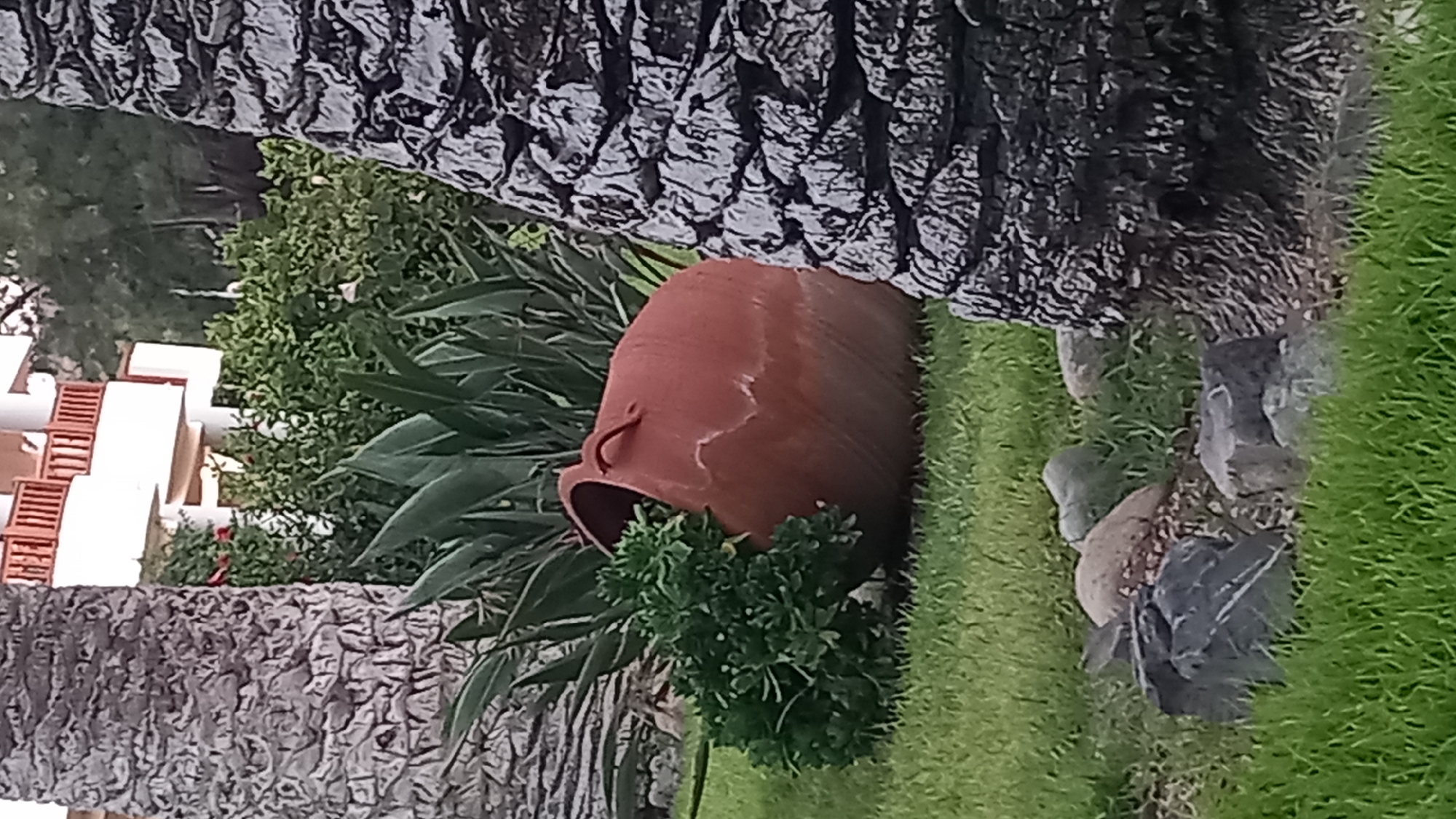 A terra cotta amphora is tipped on its side on a grassy lawn in front of a building with balconies. The amphora contains a small green bush. The amphora is partially obscured by a palm tree trunk on the right. In the background, a multi-story building with white walls and wooden railings on its balconies is visible. There are also lush green plants and trees. Rocks are scattered on the grass in the foreground. The scene appears to be an outdoor setting, possibly a garden or courtyard.
