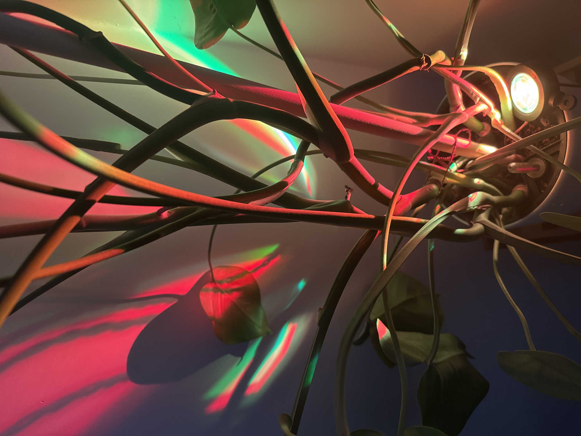 The image shows a close-up, top-down view of a houseplant with thick, green stems. The plant is illuminated by a light source positioned at the base, which casts a bright white glow. The light also projects colorful, abstract patterns of red and green light onto a plain, light-colored wall in the background, creating a dappled effect. Several leaves are visible, some in focus and some blurred, with one distinctly heart-shaped leaf casting a shadow on the wall. The overall impression is of a dimly lit room with a focus on the interplay of light and shadow on the plant and the surrounding wall. The image does not provide any information about its location in Moscow, Russia.