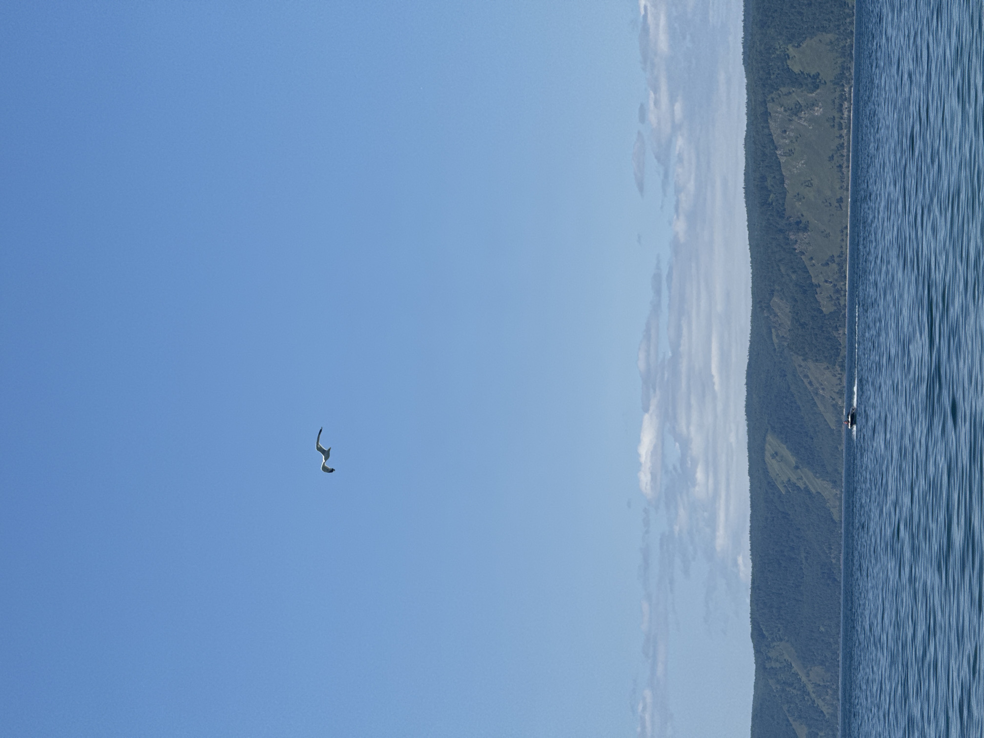 A single seagull flies in a clear blue sky over a vast body of water. In the distance, a forested mountain range stretches across the horizon. The water appears calm, with gentle ripples. A small boat is visible in the middle ground, creating a white wake as it moves across the water. The scene evokes a sense of natural beauty and tranquility. The location is the city of Listvyanka, Russia, on the shores of Lake Baikal.