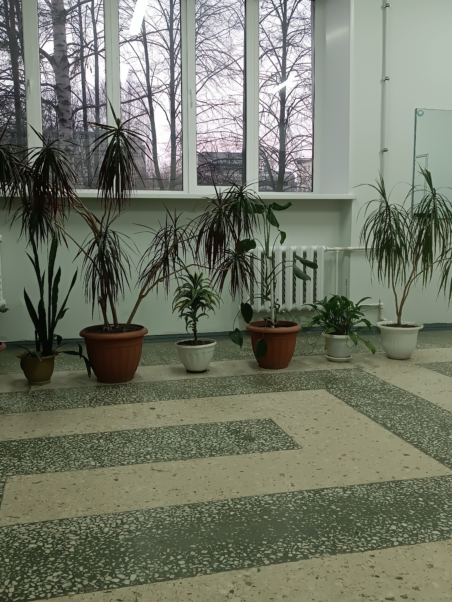 The image shows a row of potted plants lined up along a window in what appears to be an interior space.
**Environment:** The location appears to be indoors, likely a hallway or room within a building. There is a large window with multiple panes showing a view of bare trees and buildings outside. The walls are painted white. A white radiator is visible behind some of the plants. The floor is tiled in a geometric pattern of light and dark colors.
**Objects:** The image contains seven potted plants of varying sizes and species. They are potted in different colored pots. A white radiator is also visible.
**Subjects:** The primary subjects are the plants themselves.
**Actions/Interactions:** No actions or interactions are evident in the scene.
**Location:** The location is indoors in the city of Unknown, Unknown.