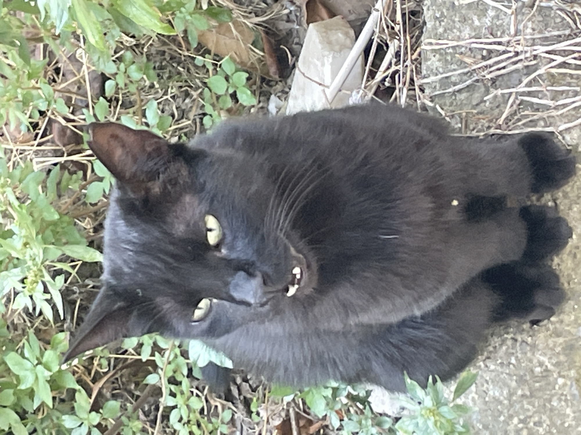 A black cat is sitting on a stone surface outdoors, surrounded by green foliage and dry plant matter. The cat's mouth is slightly open, revealing its teeth. The background consists of out-of-focus greenery and some rocks. The image quality is moderate, with some noise and a shallow depth of field. There is no identifiable location in Kadıköy, Turkey.