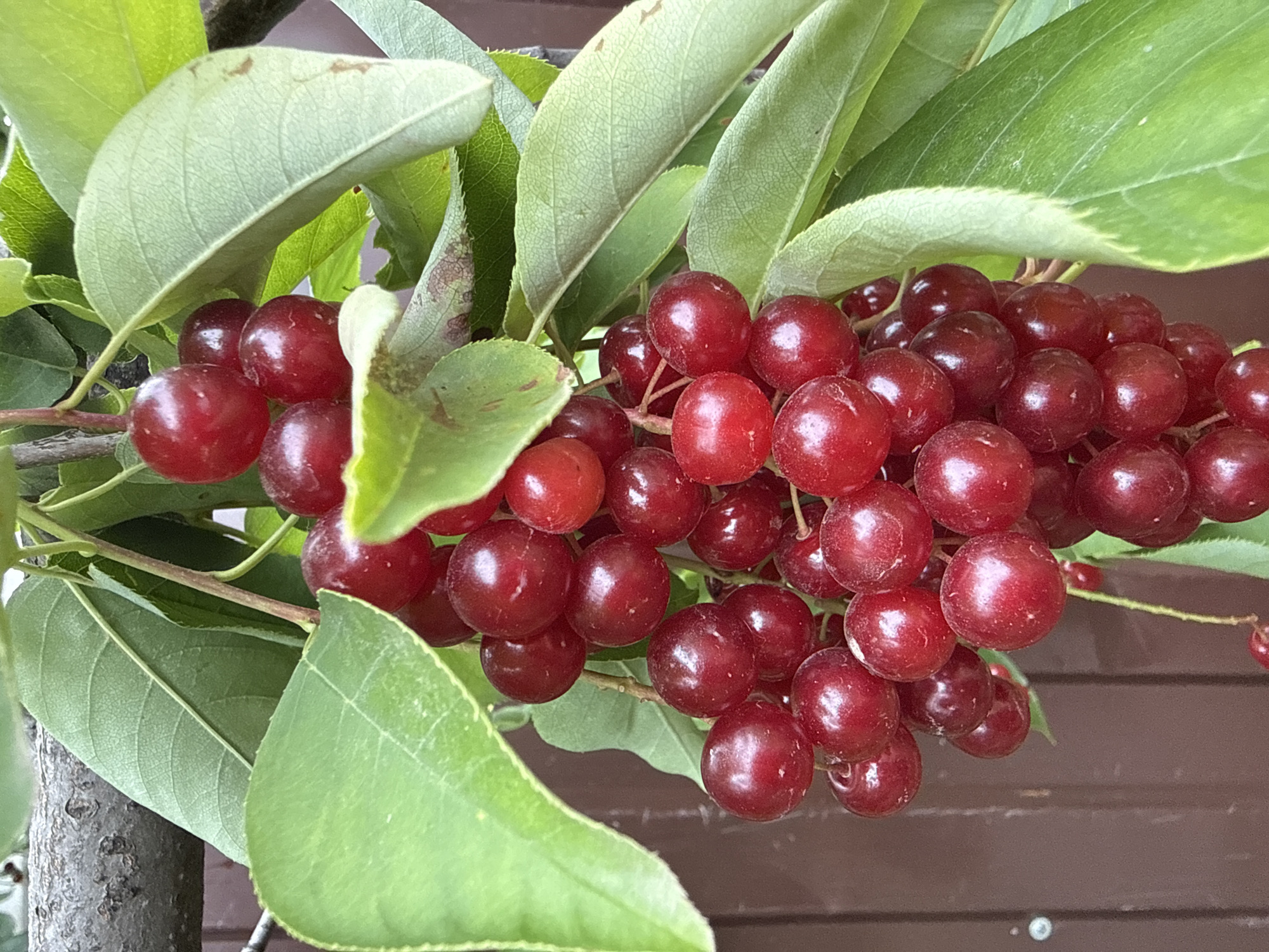 The image shows a cluster of ripe red cherries hanging from a tree branch. The cherries are round and glossy, with some appearing darker red than others. They are attached to thin stems and are clustered together, with several leaves interspersed among them. The background is a blurred brown wooden fence. The lighting suggests it is daytime. The location is Unknown, Unknown.