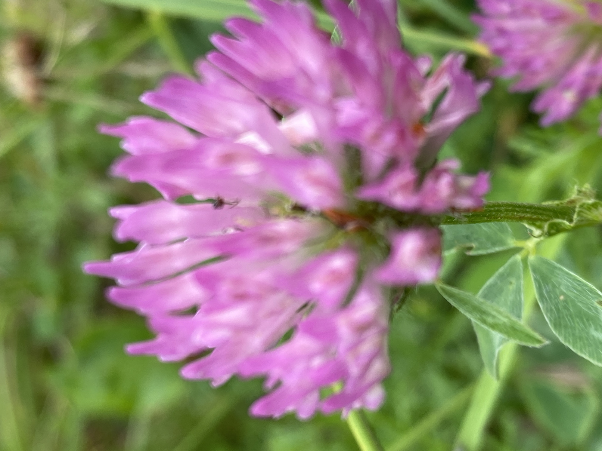 The image is a close-up shot of a pink clover flower with a blurry green background. There is a small dark insect visible on one of the petals. The flower is in focus, while the surrounding grass and foliage are out of focus. There is no discernible information to determine the location within the city of Novokuznetsk, Russia.
