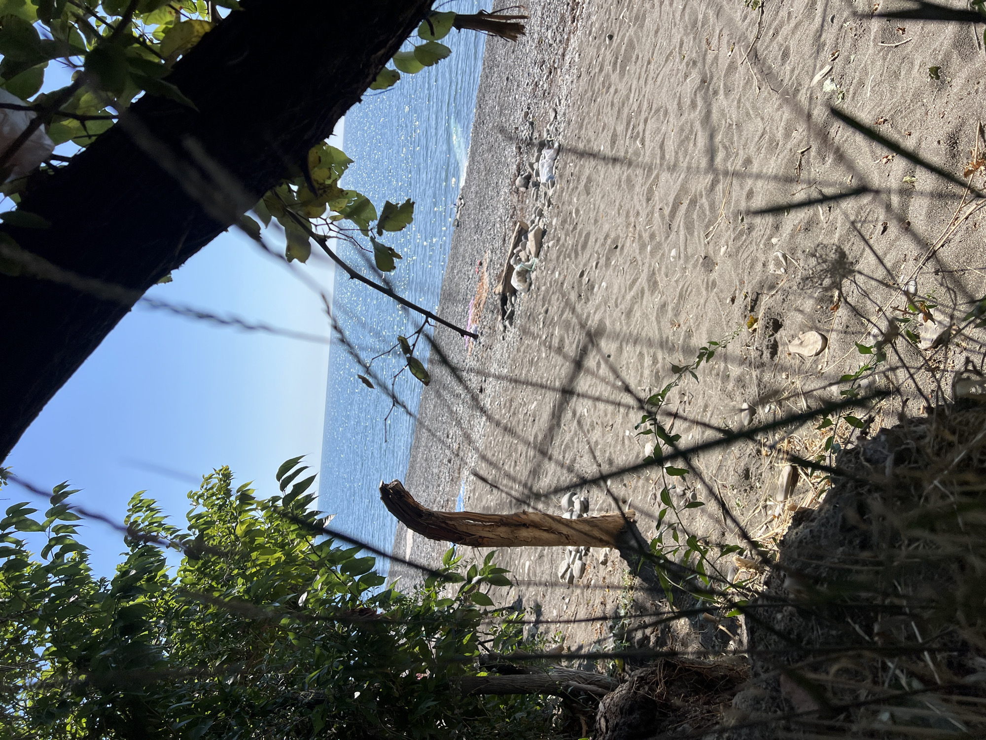 The image captures a serene beach scene with a view of the ocean. In the foreground, the sandy beach is partially obscured by the branches and leaves of trees, creating a dappled effect of light and shadow. A piece of driftwood, twisted and weathered, stands upright in the sand. The beach itself transitions to a pebbly shore closer to the water. The ocean stretches out to the horizon, reflecting the bright blue sky, with gentle waves lapping the shore. Scattered on the beach are various natural elements like stones and dried vegetation, as well as a few pieces of what appear to be discarded items. The overall atmosphere is one of natural beauty and tranquility.