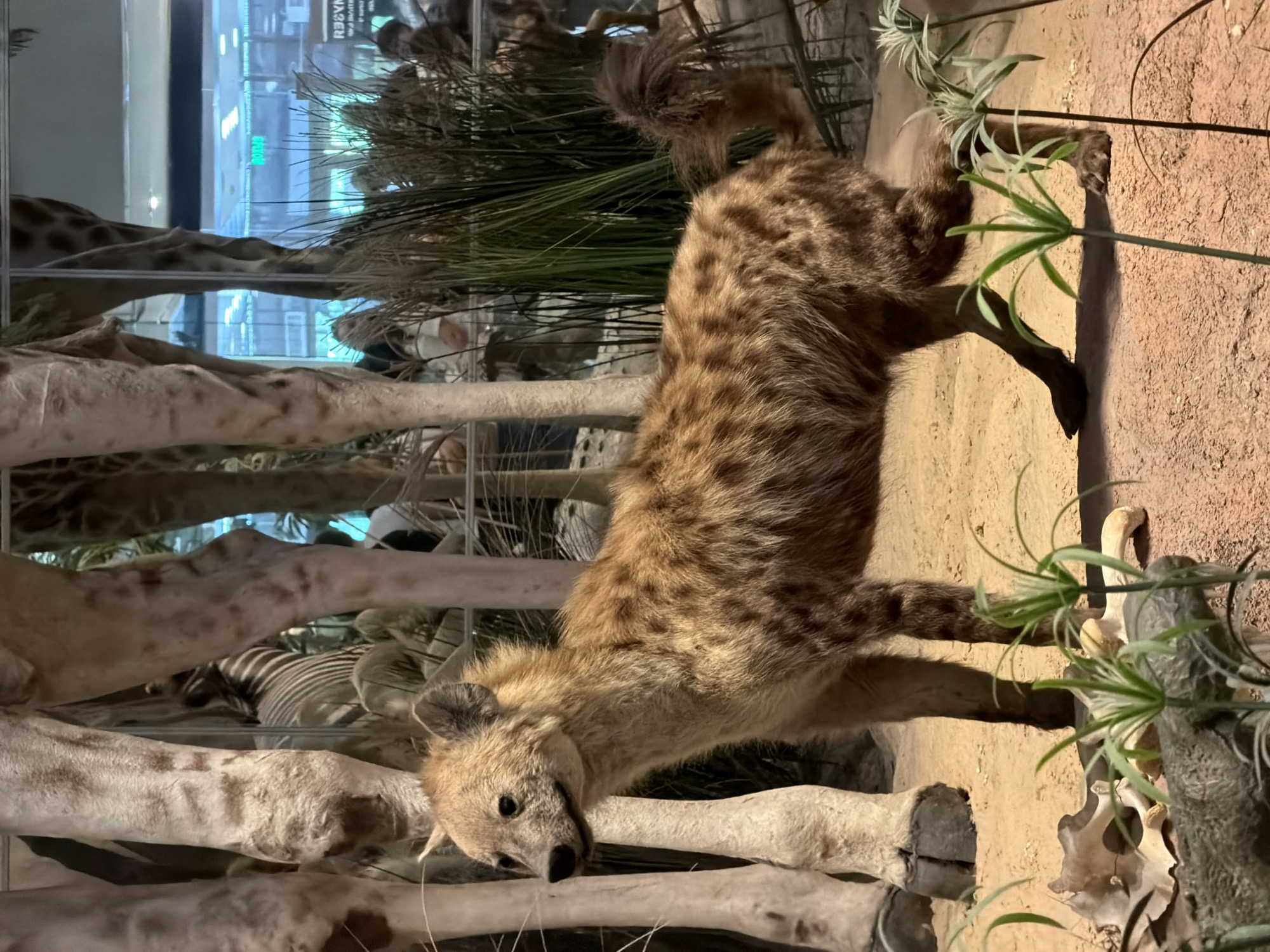 A taxidermied hyena stands in a museum diorama. The hyena is in profile facing left, with its head turned slightly to the left. Its fur is brown with black spots. Its tail is bushy. In the background, the legs of taxidermied giraffes and a zebra are visible, along with tall grass and what appear to be bones. The diorama is enclosed by a glass barrier, and the reflections of lights and people can be seen on the glass. The floor of the diorama is sandy.
