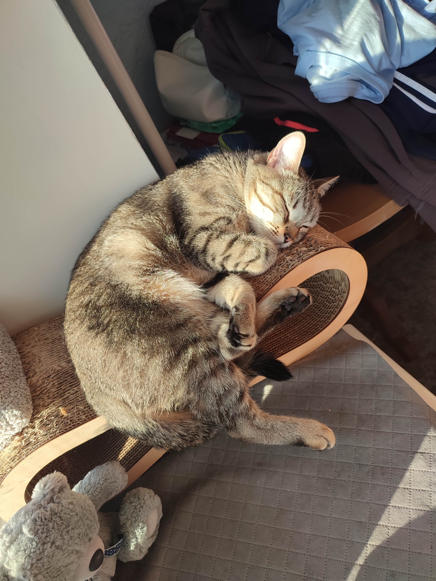 A tabby cat is sleeping curled up on a scratching post. Sunlight streams in from the right, illuminating the cat's fur and casting shadows. The cat's eyes are closed, and its paws are tucked in. A grey stuffed animal is visible in the lower left corner. The background shows clothing piled up on a shelf.