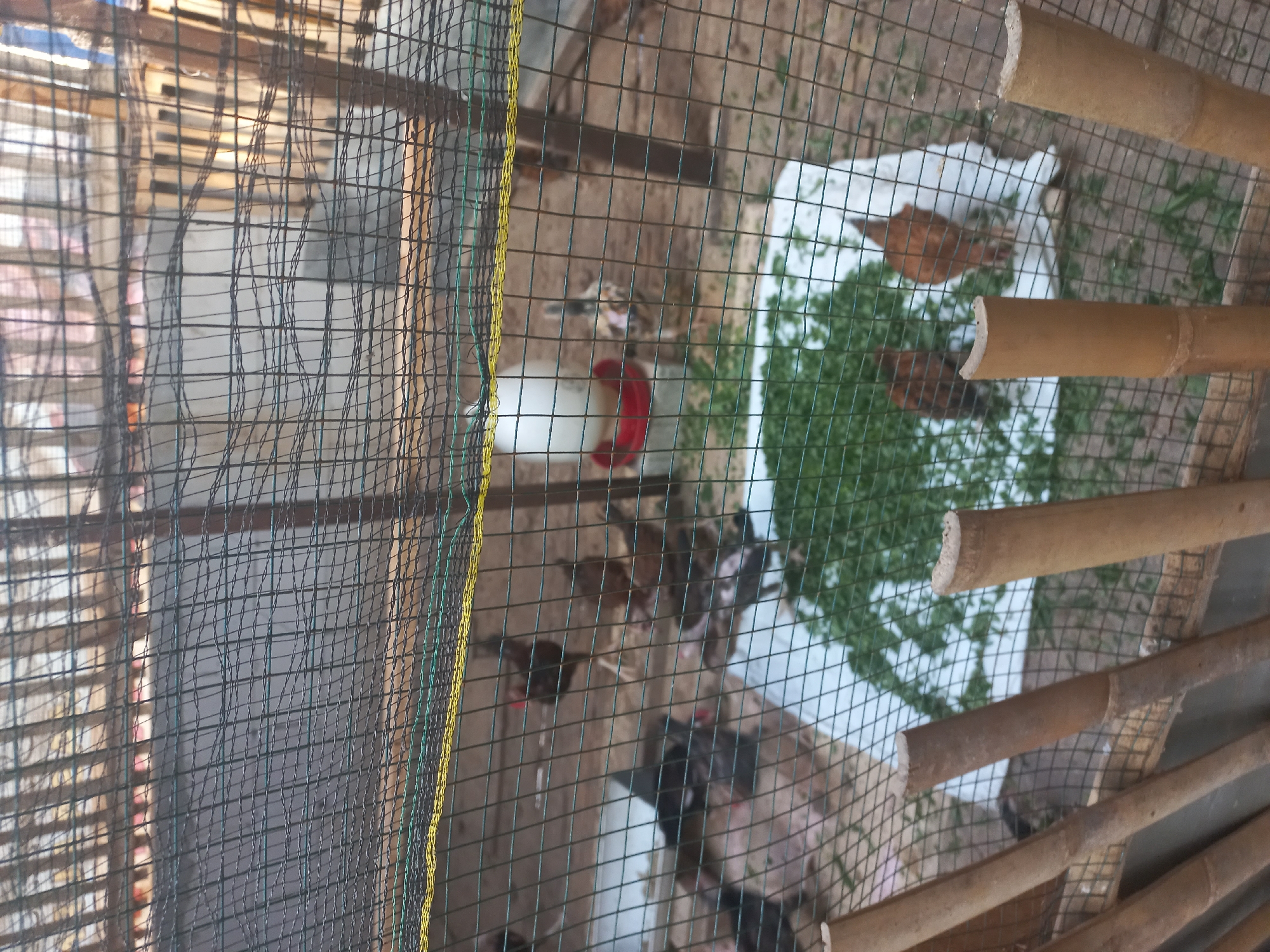 The image shows a flock of chickens in an outdoor enclosure, likely a coop. The enclosure is made of wire mesh and bamboo poles. Inside the enclosure, there is a white plastic feeder with a red base. A pile of chopped green vegetables is spread out on a white cloth in the center of the enclosure. Several chickens are visible, some of which are pecking at the vegetables. The ground is covered with dirt and scattered debris. The background suggests a rural or semi-rural setting with wooden structures and vegetation visible through the mesh. The overall scene depicts a typical farm environment where chickens are being raised for food or eggs. This scene is consistent with a chicken coop in Sedadi, Indonesia.