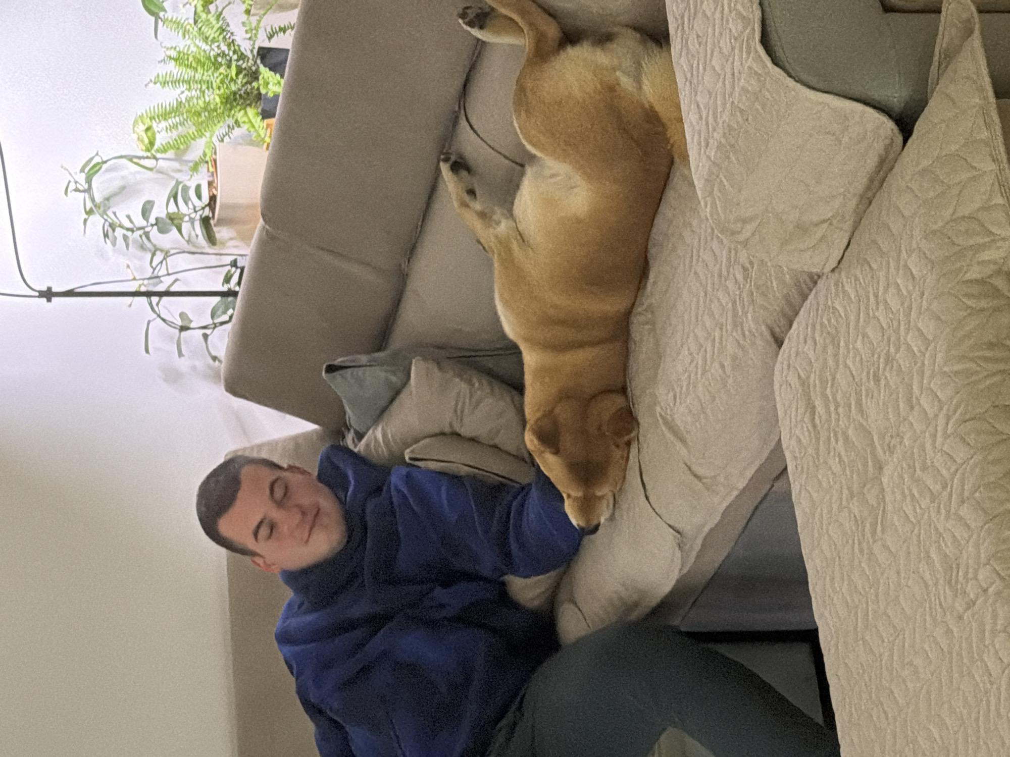 This image depicts an indoor scene in Priseltsi, Bulgaria, likely a living room. A single Caucasian male, appearing to be a young adult with short dark hair, is positioned on a light-colored sofa, covered in quilted beige throws. He is wearing a dark blue long-sleeved hooded garment and dark trousers, with his eyes closed and head resting on a beige cushion. His left arm is extended towards the center of the sofa. Adjacent to him, a tan-colored canine, possibly a medium-sized breed, lies supine on the sofa with its paws partially extended upwards and its head resting to the left. Both individuals appear to be resting or sleeping. In the background, against a plain white wall, multiple potted green plants are visible, including one with fern-like foliage. A black, slender floor lamp with a curved upper arm stands to the left in the background.
