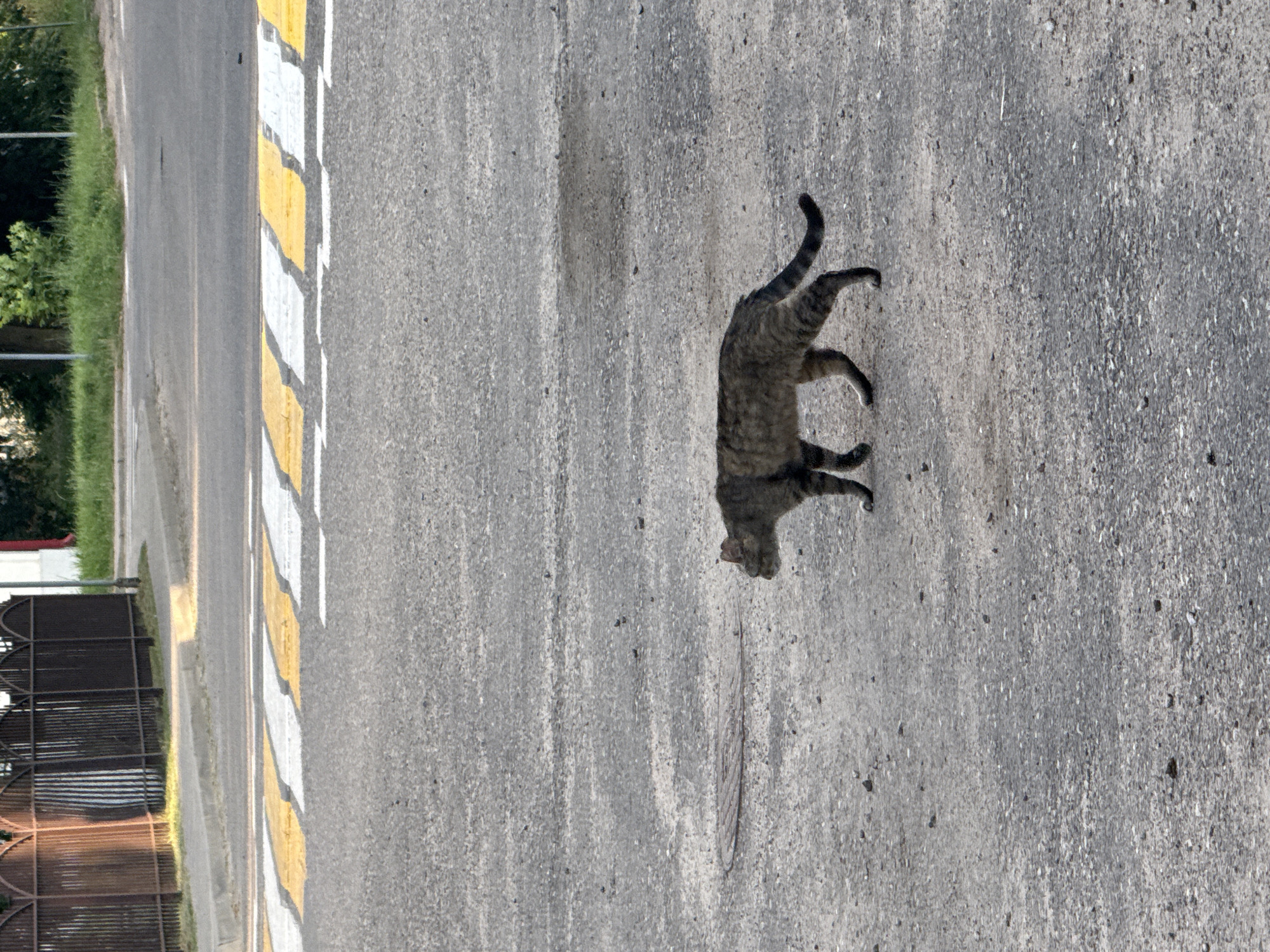 A tabby cat walks on a road with yellow and white stripes. The cat is facing to the right and its tail is curved upwards. The road appears to be asphalt and there are some small stones and debris on it. In the background, there is a grassy verge and a metal fence. The scene is lit by sunlight, suggesting it is daytime. The time of day and weather conditions are not explicitly clear, but the lighting indicates it is likely sunny. There is no visible text in the image. The overall setting appears to be an outdoor, possibly urban or suburban, environment in Zhodzina, Belarus, given the location context. The cat seems to be moving purposefully across the road.