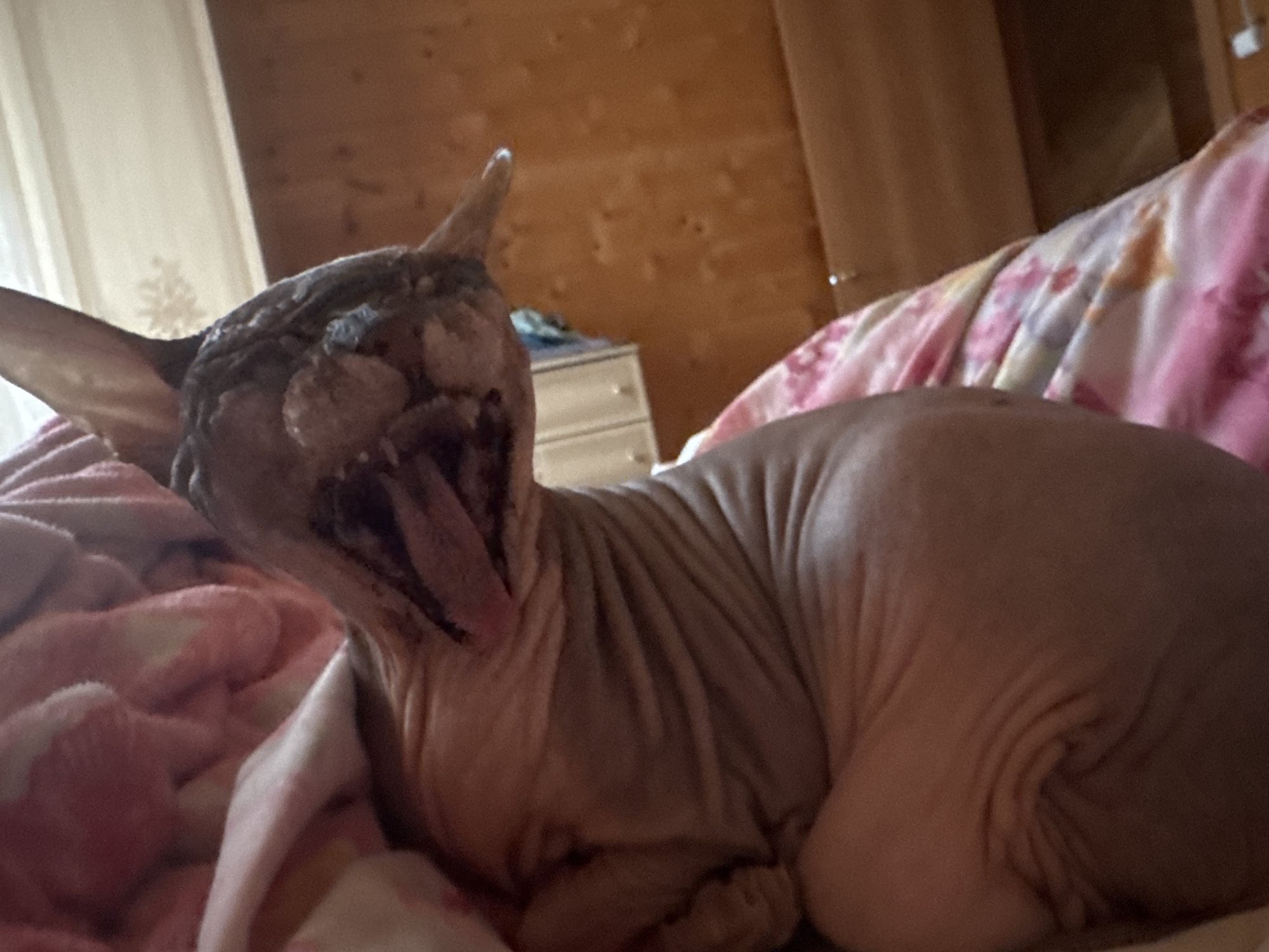 A hairless cat is lying on a bed in a room with wooden walls. The cat is yawning, with its tongue visible. The bed is covered with pink and white blankets. There is a dresser in the background, and a window with white curtains on the left side of the image. The lighting suggests it is daytime. The location is identified as Nikolaevka, Russia.