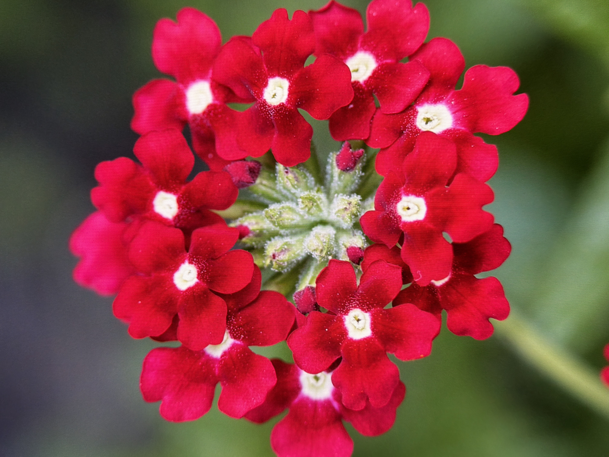 A close-up, vertical shot showcases a cluster of vibrant red verbena flowers against a softly blurred green background. The flowers are arranged in a circular pattern, with each individual bloom featuring five distinct, ruffled petals and a bright white center. Tiny, light-colored stamen are visible within the centers of some of the flowers. The overall impression is one of natural beauty and delicate detail. There are no people or structures visible in the image, and no specific location in Kyiv, Ukraine, can be identified from the visual information provided. The scene appears to be outdoors, possibly in a garden or park setting, due to the presence of greenery and the natural lighting.