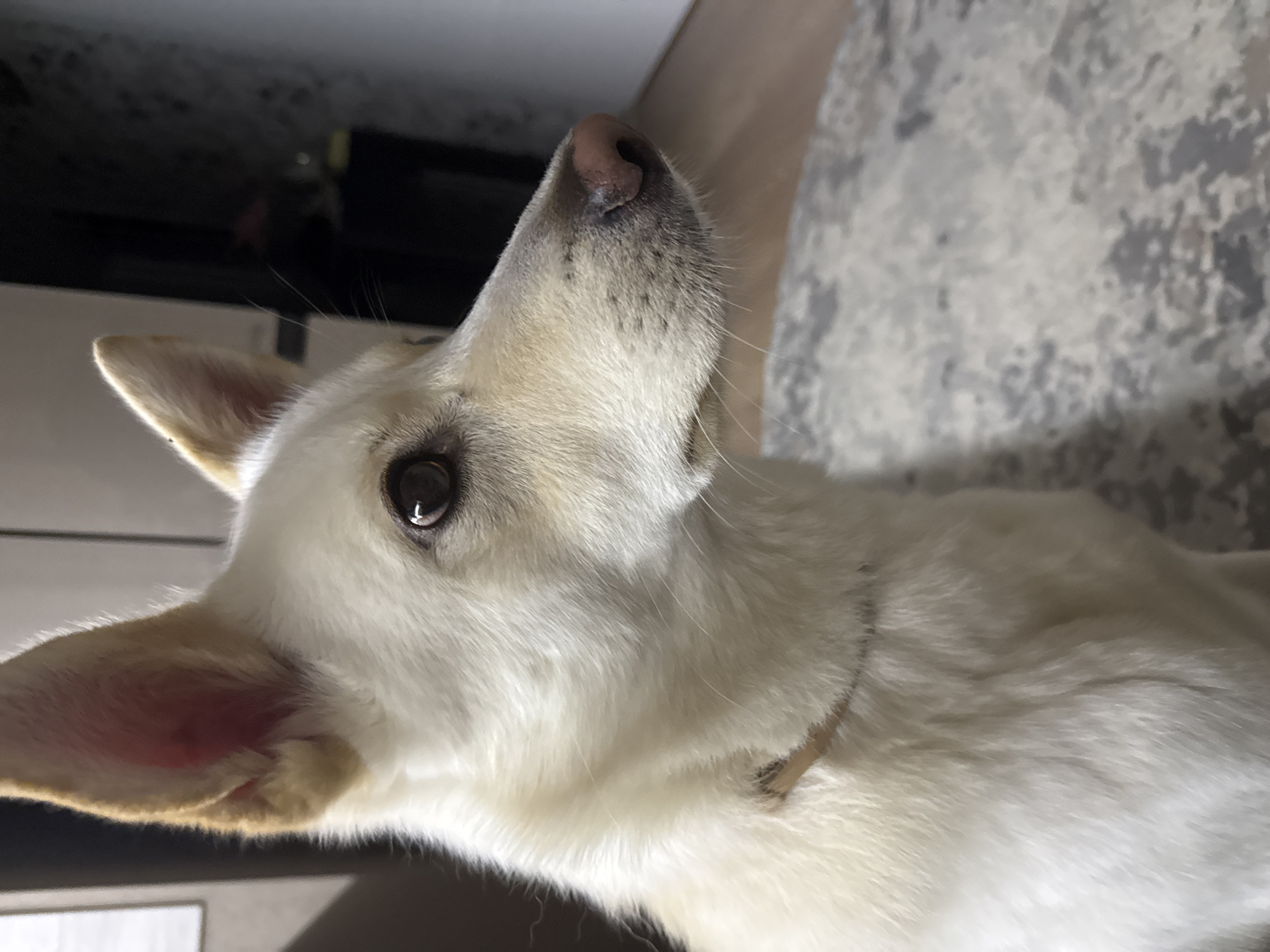 The image shows a medium shot of a light-colored dog with large ears and dark eyes, looking to the right. The dog is wearing a light-colored collar. The background is blurred and appears to be indoors, with a textured surface and vertical elements that could be furniture or walls. The setting does not provide enough information to determine a specific location within Марковский, Russia.