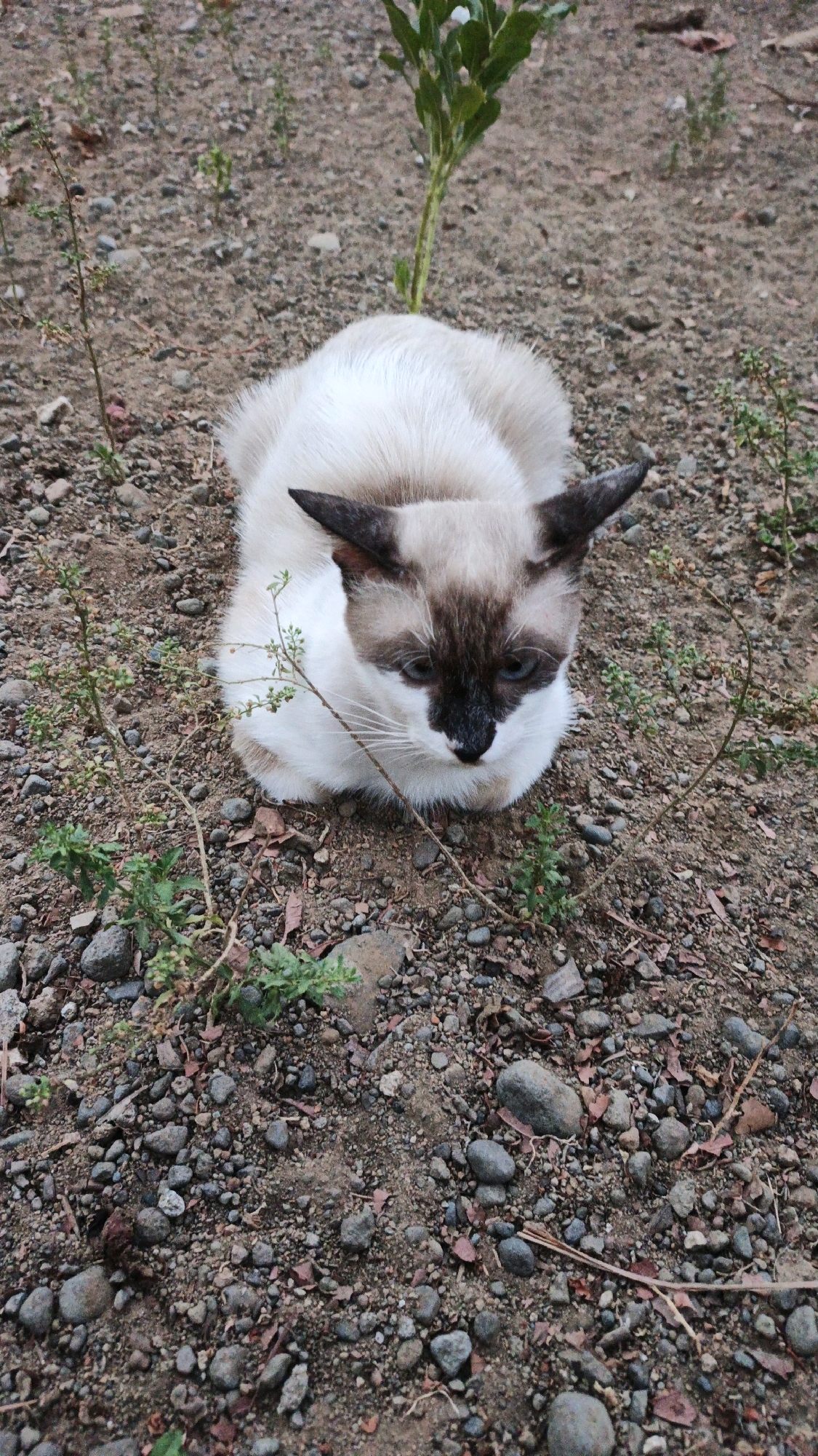 A Siamese cat with cream-colored fur and dark points on its ears, face, and paws is resting on the ground. The ground is composed of gravel, dirt, and some dried leaves, with sparse green vegetation growing in patches. The cat is looking down and slightly to the right. The background is out of focus, showing more of the same ground cover and some distant, blurry green foliage. The scene appears to be outdoors, likely in a residential area or a park, given the presence of gravel and plants. There is no indication of the specific location within Campurdarat, Indonesia, beyond it being an outdoor environment.
