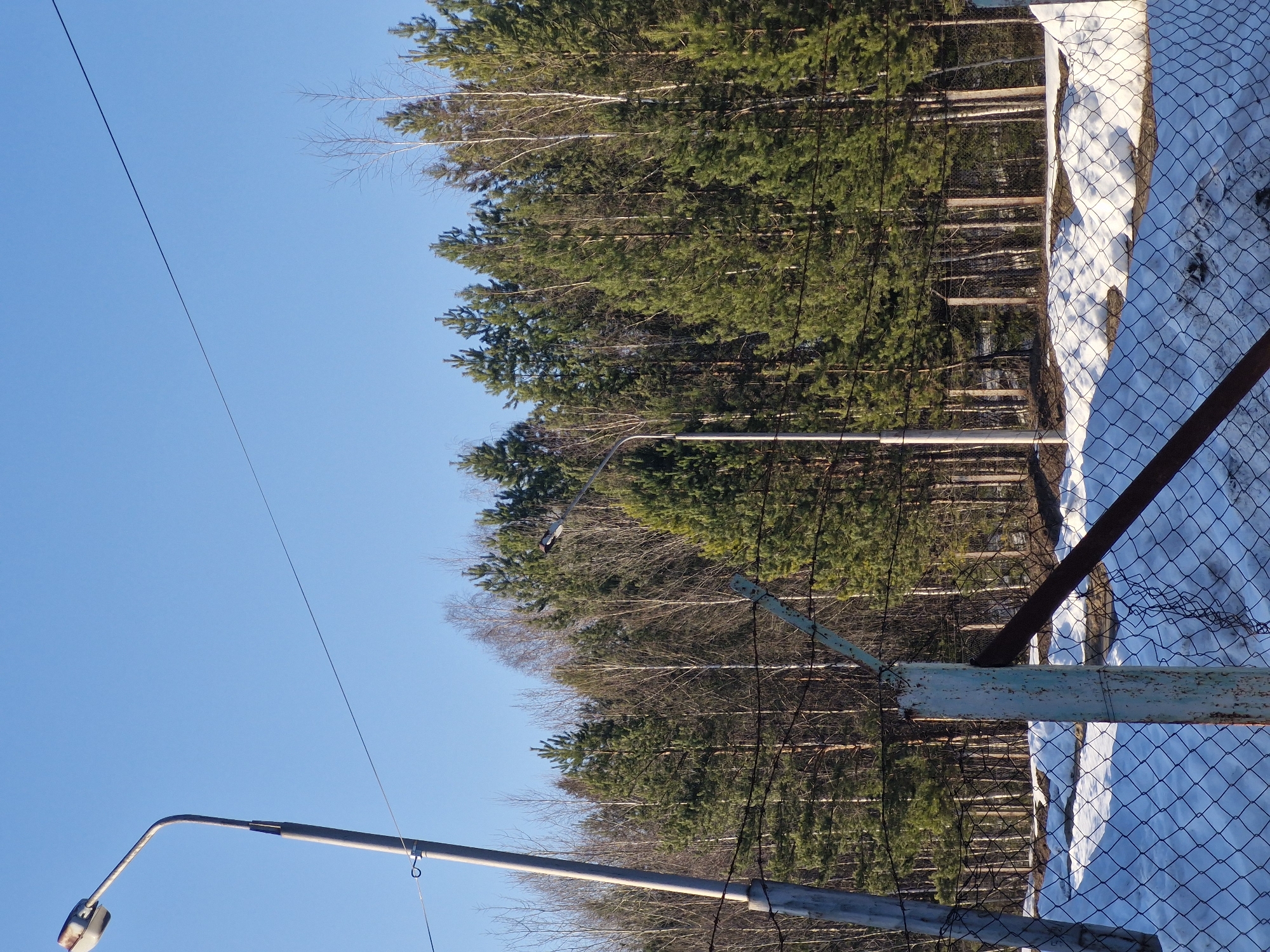 The image shows a view of a forest next to a chain-link fence in Марковский, Russia. The fence is partially covered in snow. Several bare birch trees are interspersed among the taller evergreen trees. Three streetlights are visible in the foreground. The sky is clear and blue.