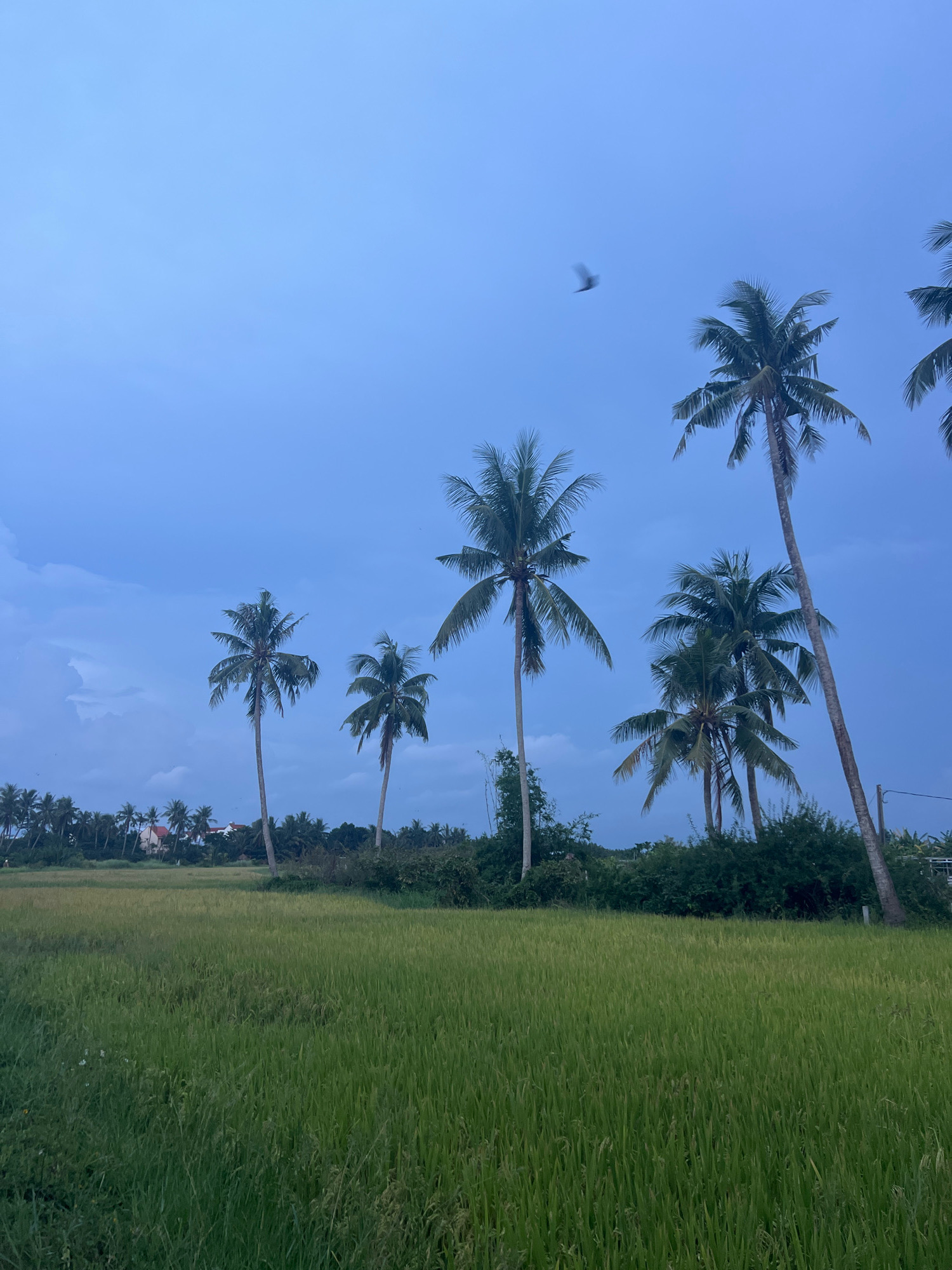The image depicts a lush green rice paddy field under a cloudy, blue sky. Several tall coconut palm trees are scattered throughout the scene, some leaning at angles. In the background, a line of more palm trees and some houses are visible, suggesting a rural or semi-rural setting. A bird is captured in mid-flight, blurred due to motion, against the expansive sky. The overall atmosphere is serene and natural, likely taken during dusk or an overcast day. The landscape is characteristic of the outskirts of Hoi An, Vietnam, where agricultural fields and palm trees are common sights.