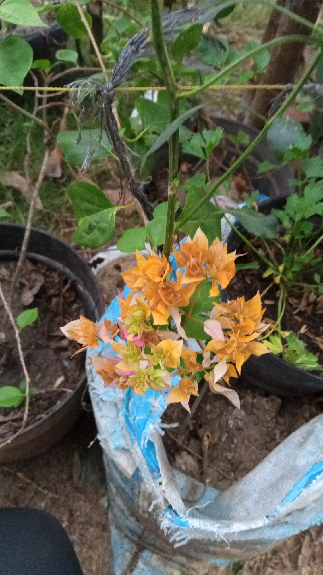 In Cotgadong, Indonesia, a close-up shot captures a cluster of vibrant orange bougainvillea flowers, their delicate petals tinged with pink and green hues, cascading over the edge of a torn blue and white woven bag. The bag, likely used as a planter, rests on dry, earthy ground, with dark circular planters and dry leaves visible in the background. A thick stem, tied with frayed dark rope to a yellow string, rises from the plant, suggesting it is being supported or trained. The surrounding environment is sparsely vegetated, with green leaves and some brown branches hinting at an outdoor, possibly garden, setting. The lighting is dim, suggesting it might be overcast or late in the day.