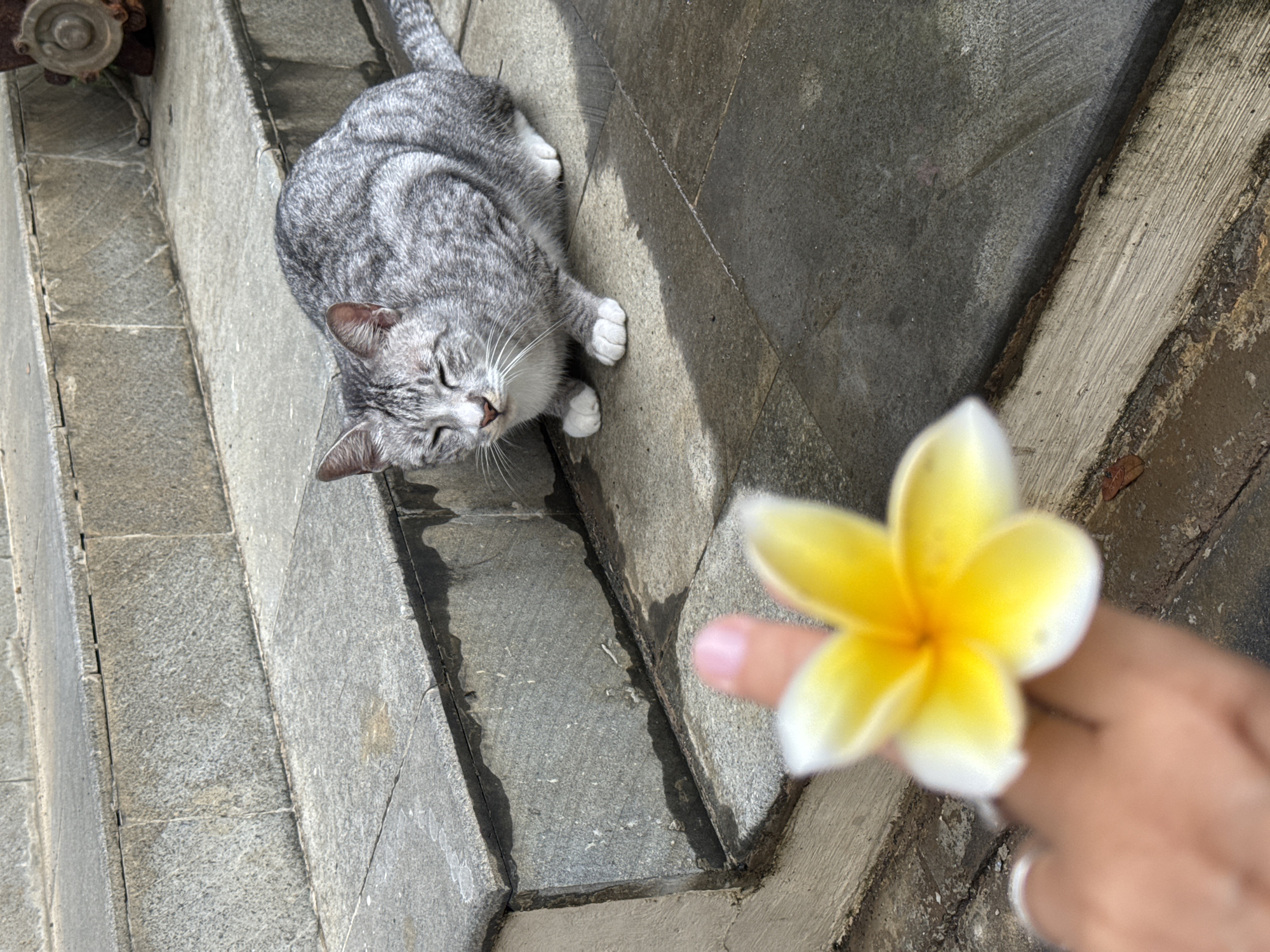 An overhead shot captures a grey tabby cat resting peacefully on stone steps, while a human hand in the foreground holds a vibrant yellow frangipani flower.
The cat, with distinct grey and black stripes, is curled up on the steps, its eyes gently closed, suggesting it is either sleeping or very relaxed. Its white paws and chin stand out against its darker fur. The steps are made of rough-hewn, grey stone blocks, some appearing damp or stained, indicating an outdoor setting.
In the bottom right corner, a blurred human hand, with a silver ring on one finger, delicately holds a yellow frangipani (Plumeria) flower. The flower has five petals, yellow at the center and fading to white at the edges.
The lighting suggests it is daytime, with shadows visible on the steps. The scene conveys a sense of tranquility, likely occurring in a warm, tropical environment, consistent with the Kuta Selatan, Indonesia location context. There is no visible text in the image.