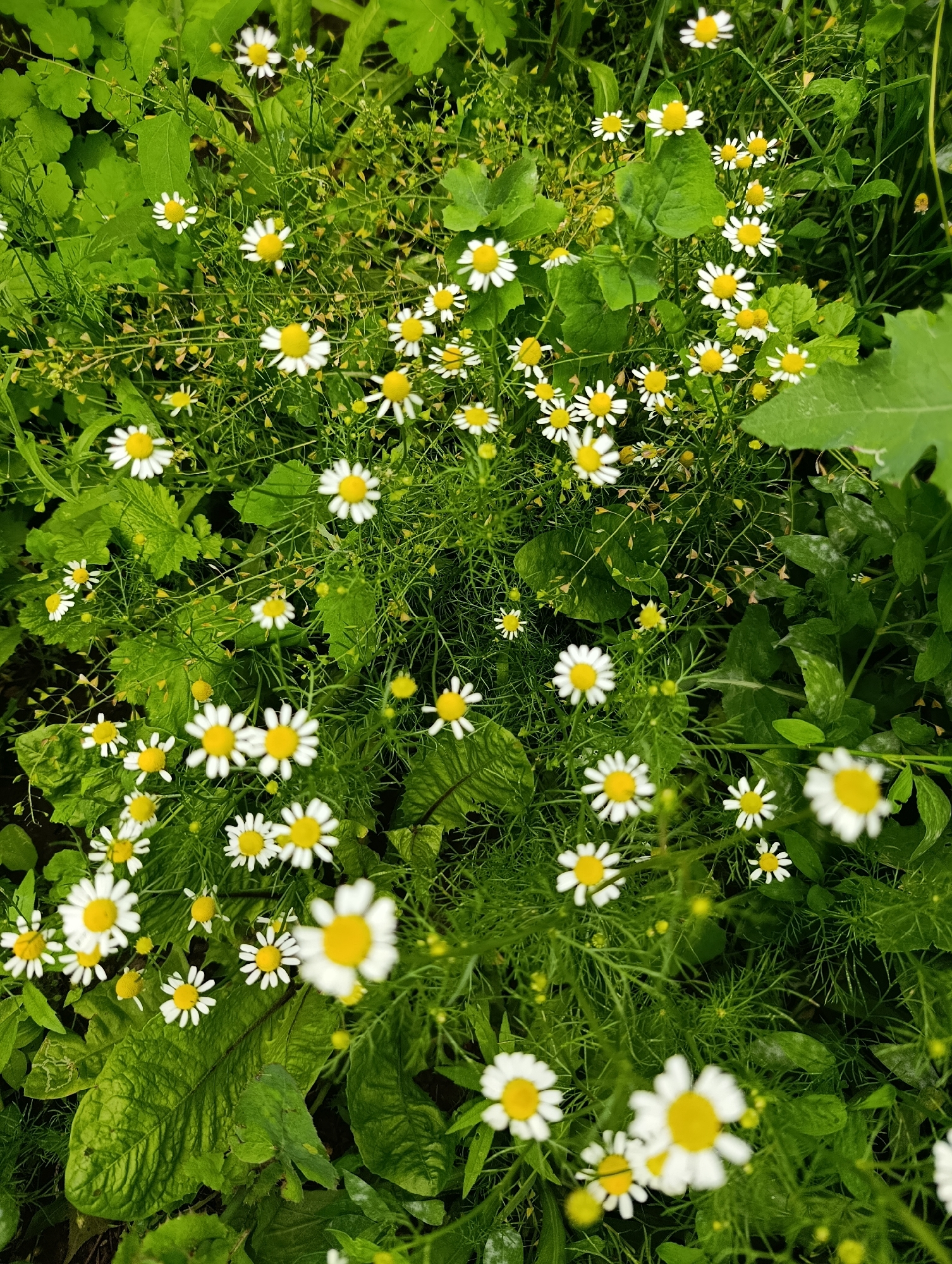 A top-down, close-up shot captures a patch of wild daisies interspersed with lush green foliage. The scene is dominated by the delicate white petals and bright yellow centers of the daisies, which are scattered throughout the frame. The background consists of various green leaves and thin, feathery stems, creating a textured and natural setting. Some of the daisies are in sharp focus, revealing their intricate details, while others are softly blurred, adding depth to the composition. Small, yellow buds are also visible among the flowers. The overall impression is one of natural beauty and tranquility, with the bright flowers standing out against the verdant greenery. The lighting suggests it could be daytime, with the sun illuminating the flowers and leaves. No people, text, or specific location cues are visible.
