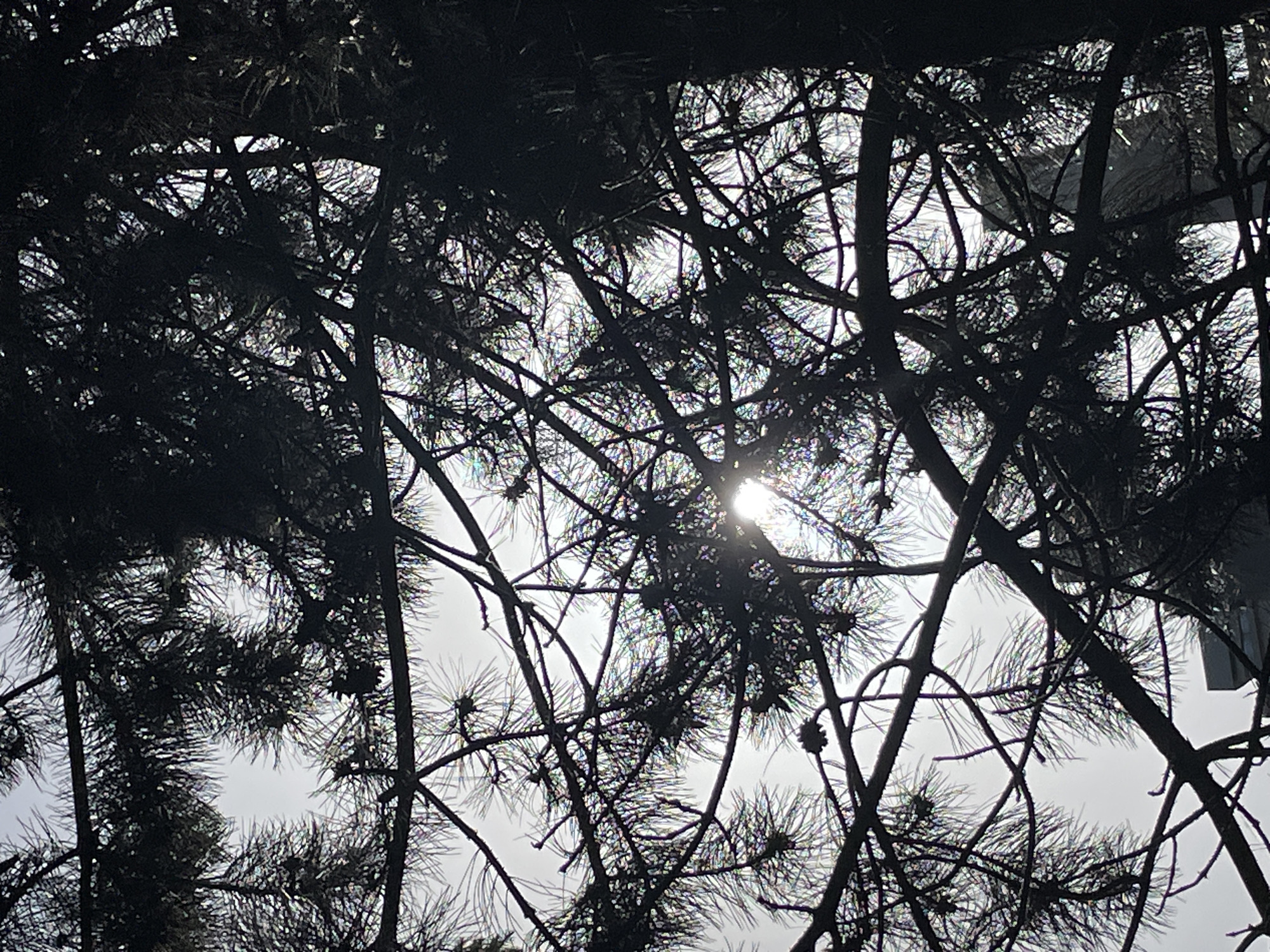 A low-angle shot looking up into the canopy of trees. The trees are dark silhouettes against a bright, overcast sky. The sun is visible through the branches, creating a bright spot in the center of the frame. The trees appear to be pine or fir, with needles and small cones visible. There is an unidentifiable object, likely a building, on the right side of the image.