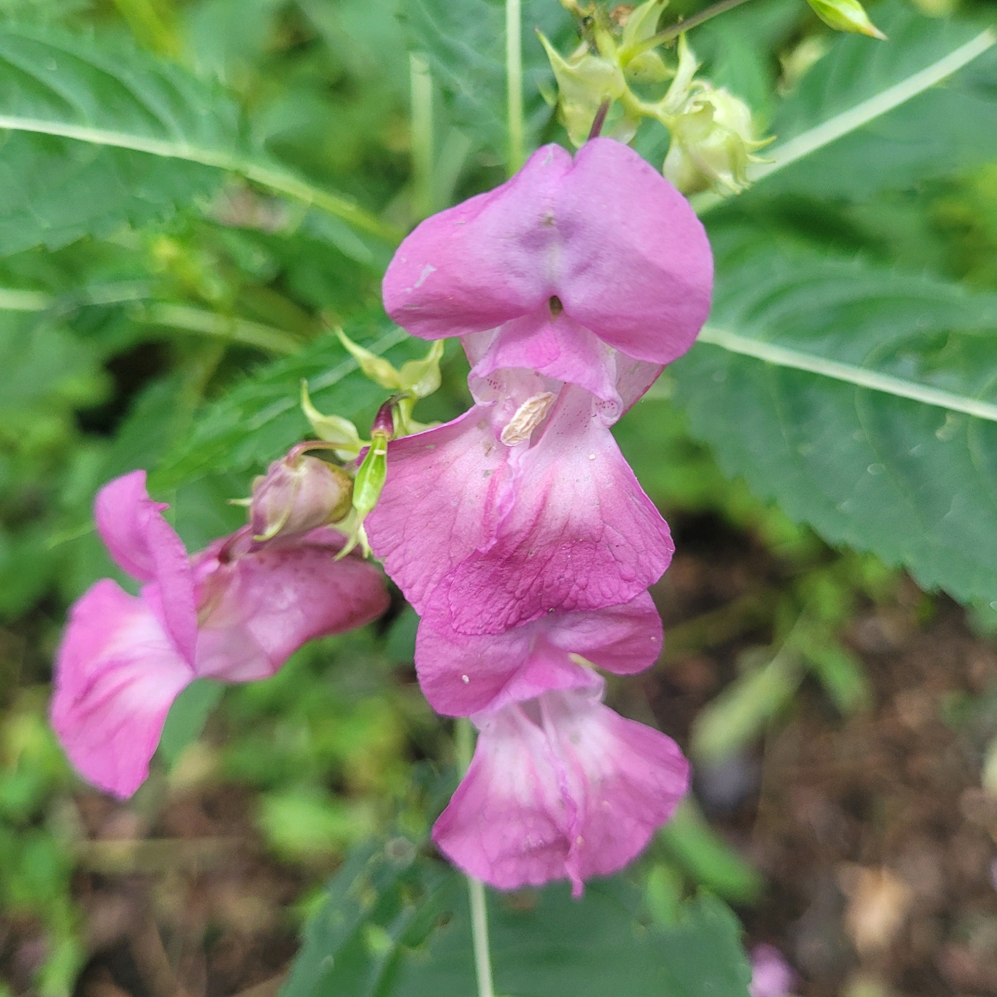 In the city of Jūrmala, Latvia, a close-up, shallow depth-of-field shot focuses on a cluster of delicate, pink Impatiens glandulifera flowers, commonly known as Himalayan Balsam. The flowers, exhibiting a gradient from deep magenta to pale pink, are adorned with subtle white speckles and faint purple veining. One flower, in the upper center, is particularly detailed, revealing a small, beige stamen-like structure. Green foliage and muted brown earth form the out-of-focus background.