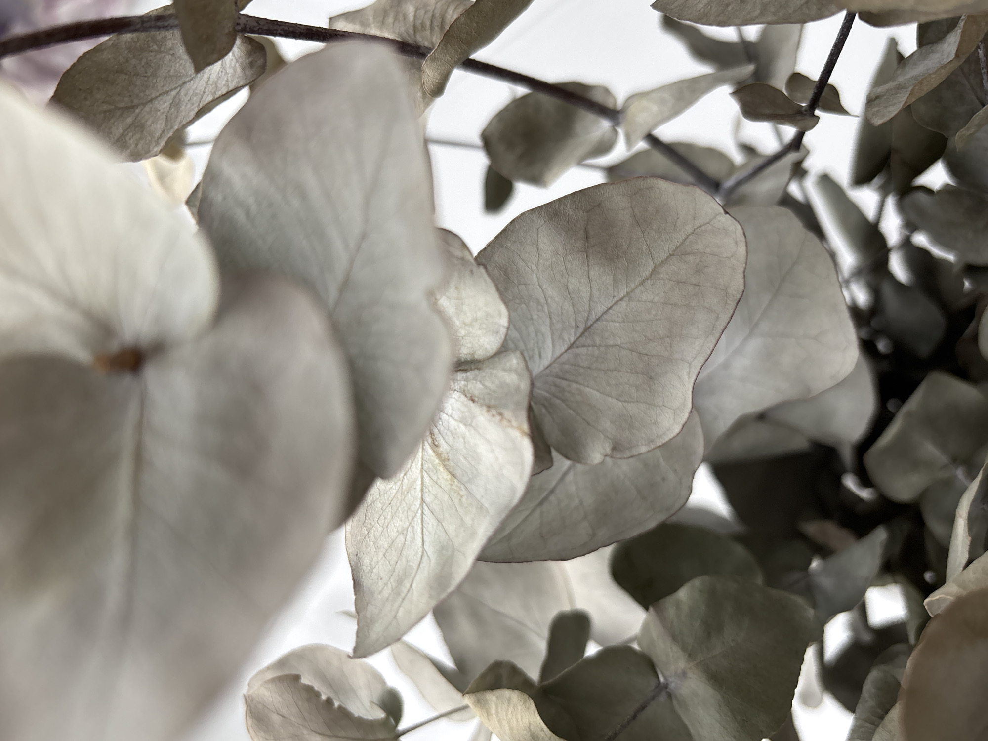 A close-up shot shows dried eucalyptus leaves and stems against a white background. The leaves are a muted gray-green and have visible vein patterns. The lighting creates soft shadows and highlights, emphasizing the delicate texture of the dried foliage. The scene appears to be an indoor still life or botanical arrangement, with no indication of any specific location within Razdolnoye, Russia.
