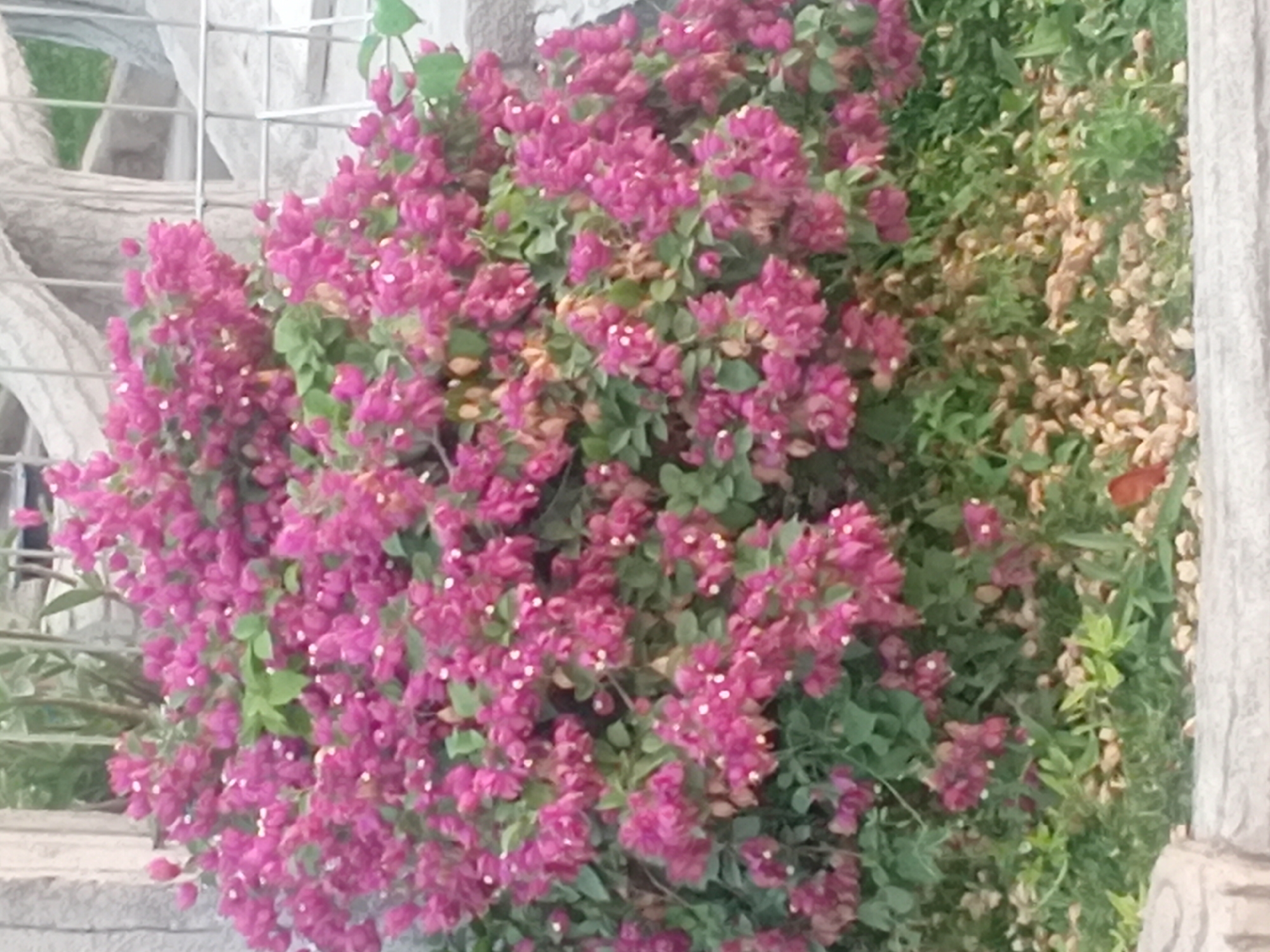 A vibrant bush of fuchsia-colored flowers, adorned with tiny white dots, fills the frame. The blooms are clustered densely on thin stems, interspersed with green foliage. The bush is situated in front of a light-colored, textured wall, possibly concrete or stone, with hints of green plants visible behind it. A metal fence runs horizontally across the mid-ground. The ground beneath the bush is covered with a layer of small, light-brown, pea-sized objects, possibly mulch or decorative stones, interspersed with patches of green grass and fallen leaves. In the foreground, a portion of a decorative concrete border is visible. The scene appears to be an outdoor setting, possibly a garden or park, with an urban or semi-urban backdrop suggested by the fence and wall structures. The overall impression is one of abundant, colorful plant life.