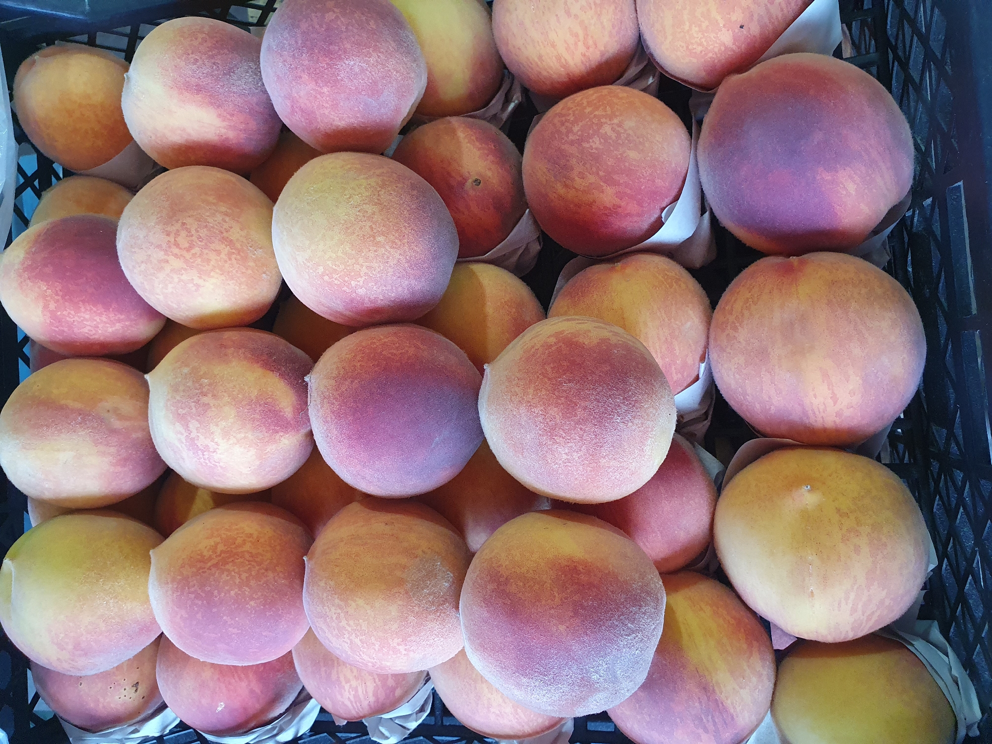 A close-up, eye-level shot showcases a black plastic crate filled with ripe peaches. The peaches are a mix of colors, primarily yellow with blushings of red and pink. Some are uniformly colored, while others have distinct patches of red. The fruit has a fuzzy texture, typical of peaches. The crate is filled to capacity, with some peaches slightly overlapping. The lighting is natural and appears to be from above, creating soft shadows. There are no people visible in the image, and no actions or interactions are taking place. The background is dark and out of focus, emphasizing the peaches. The image appears to be taken in a market or produce stand, possibly in Maevka, Kyrgyzstan, given the context provided.