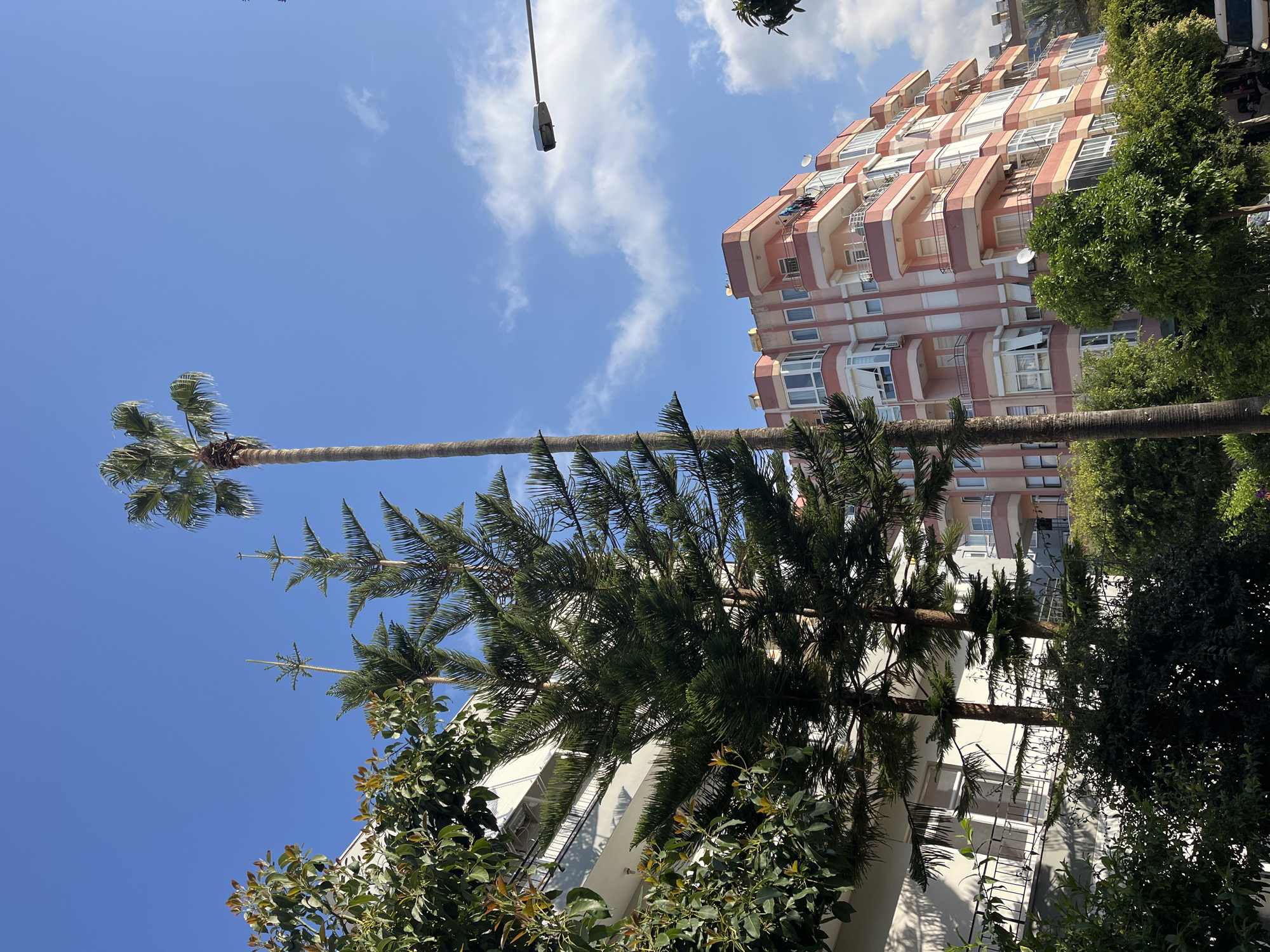 A low-angle shot captures a bright, sunny day in Alanya, Turkey. The sky is blue with scattered white clouds. A tall palm tree with a slender trunk and a crown of green fronds reaches towards the sky. Nearby, another tall tree with feathery green needles extends upwards.
In the background, two multi-story buildings are visible. One is white with balconies and is partially obscured by the trees. The other is a pink-and-white striped building with curved balconies.
A street lamp is visible in the top left corner of the image. The scene suggests a mix of urban and natural elements in the coastal city.