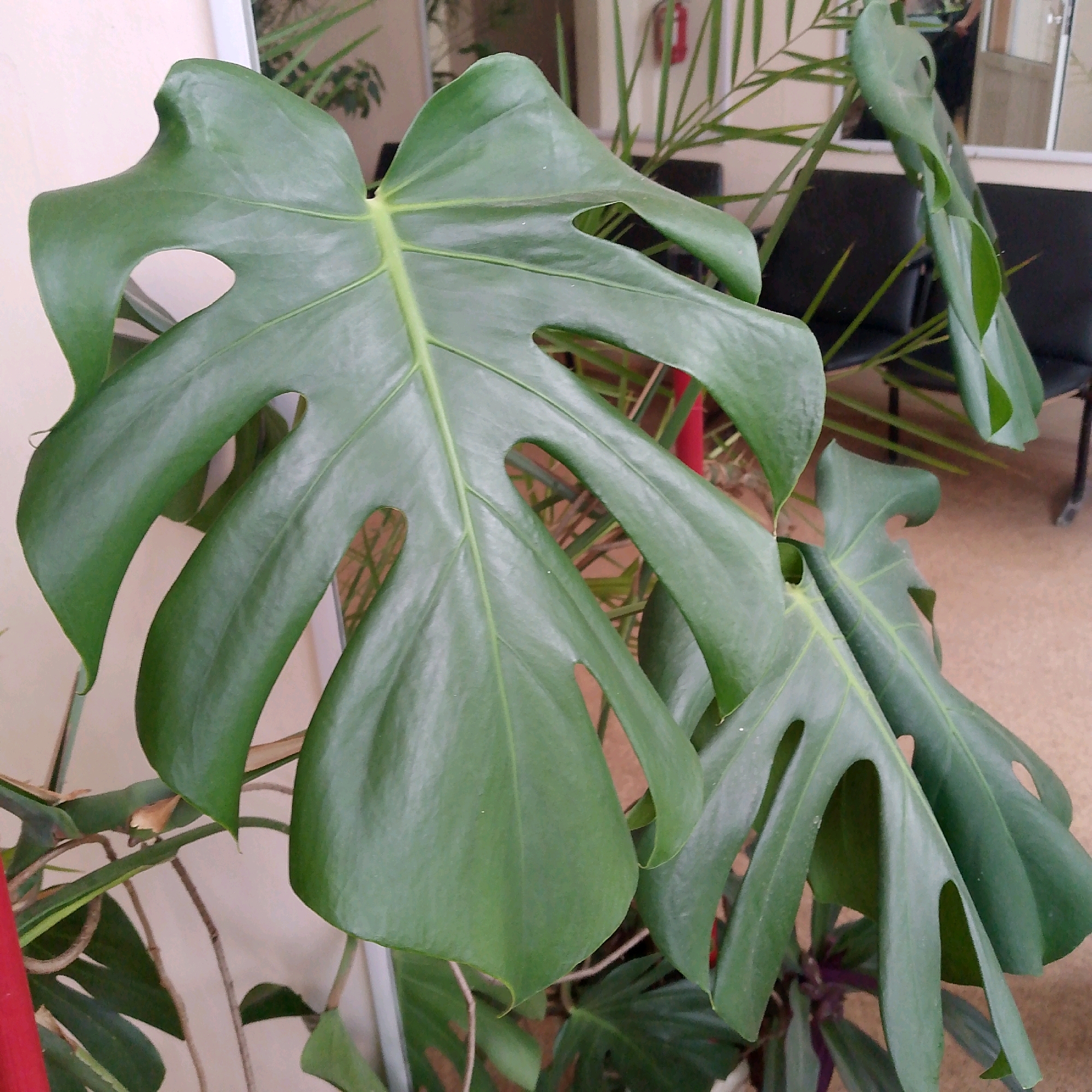 The image captures a close-up view of large, green Monstera leaves, characteristic of the plant's fenestrated appearance. The leaves are the dominant subject, taking up most of the frame with their distinctive splits and holes. In the background, partially visible, are black chairs, suggesting an indoor or sheltered outdoor setting. A red object, possibly a fire extinguisher or a decorative element, is also present. A window or glass pane reflects a blurred image, hinting at a room or building. The overall setting appears to be a common area, potentially a waiting room or a patio. The image is devoid of any specific landmarks or contextual clues that would place it in Vyazniki, Russia.