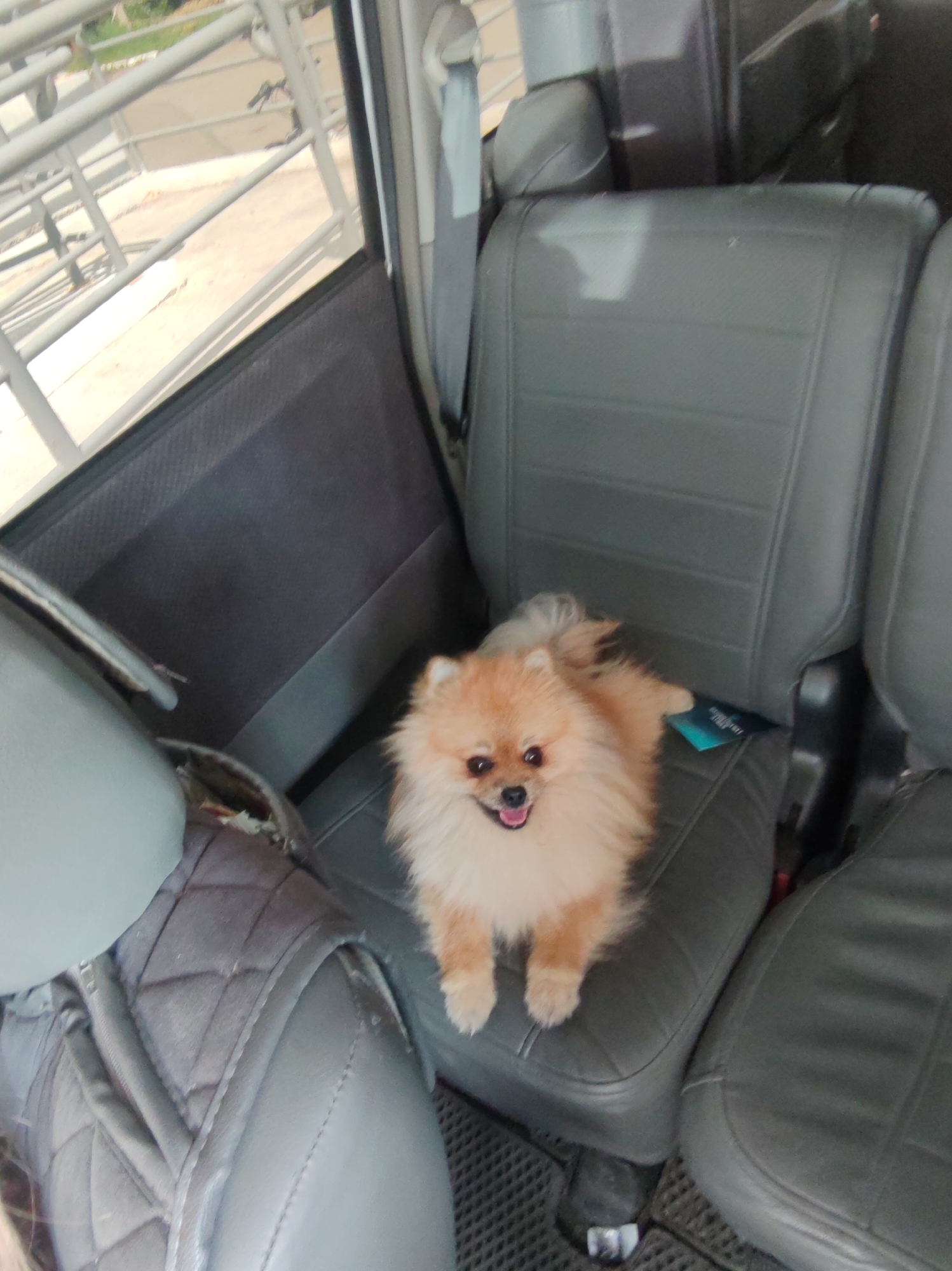 A Pomeranian dog sits on the grey leather seat of a vehicle. The dog is light brown and fluffy with dark eyes and a visible pink tongue. The vehicle's interior appears to be a van or SUV, with multiple rows of seats visible. Outside the vehicle, a metal railing and a concrete surface can be seen. The image was taken in Komsomolsk-on-Amur, Russia.