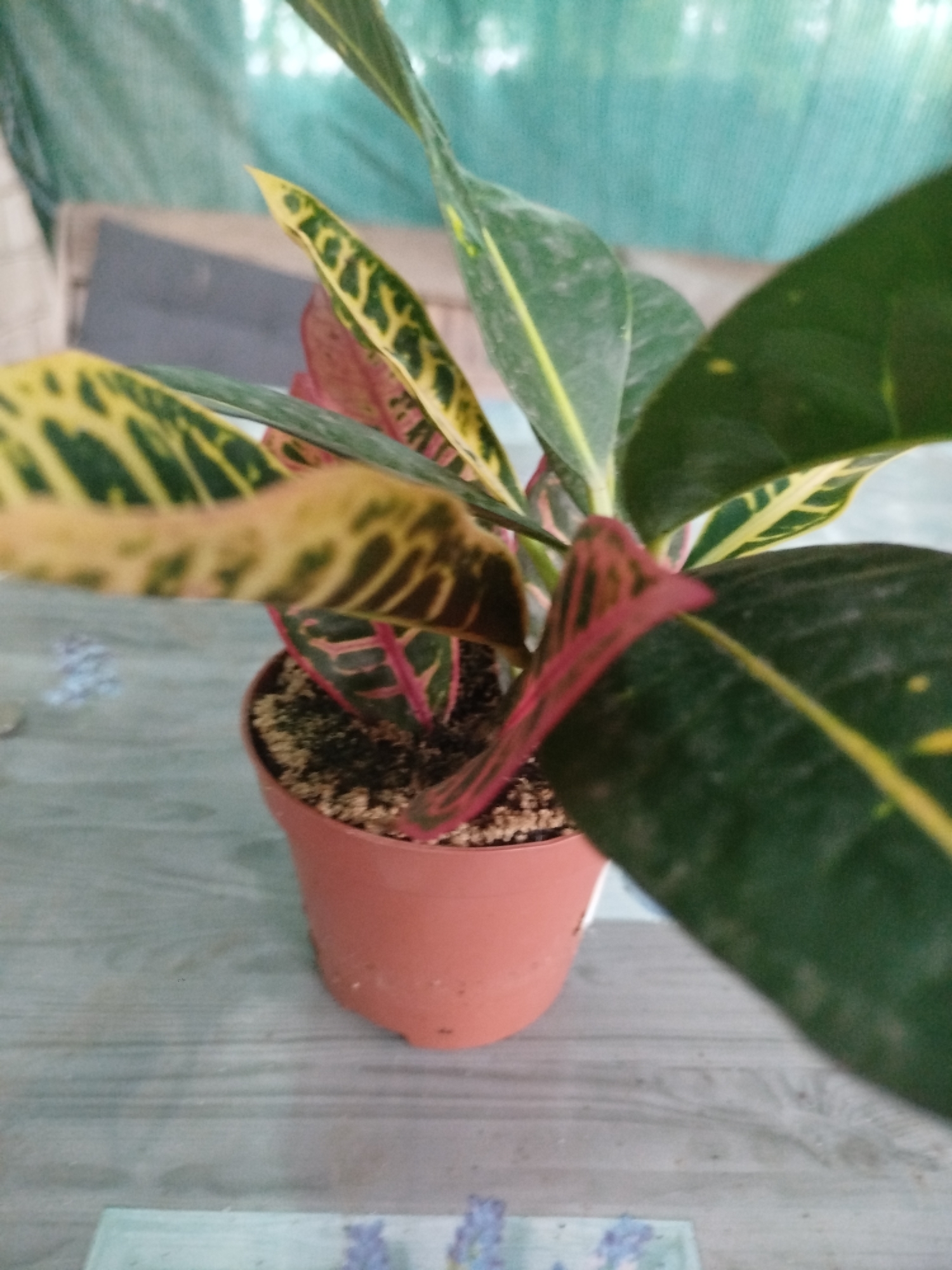 The image shows a potted plant with variegated leaves, exhibiting shades of green, yellow, and red. The plant is in a terracotta-colored pot filled with soil. The pot is placed on a surface that appears to be a wooden table with a gray, weathered finish. In the background, a light blue mesh or netting material is visible, with some out-of-focus elements behind it. There are no people or animals present in the image, and no specific actions or interactions are depicted. The scene is indoors or in a covered outdoor area, with neutral lighting. The location is specified as Malooleksandrivka, Ukraine.