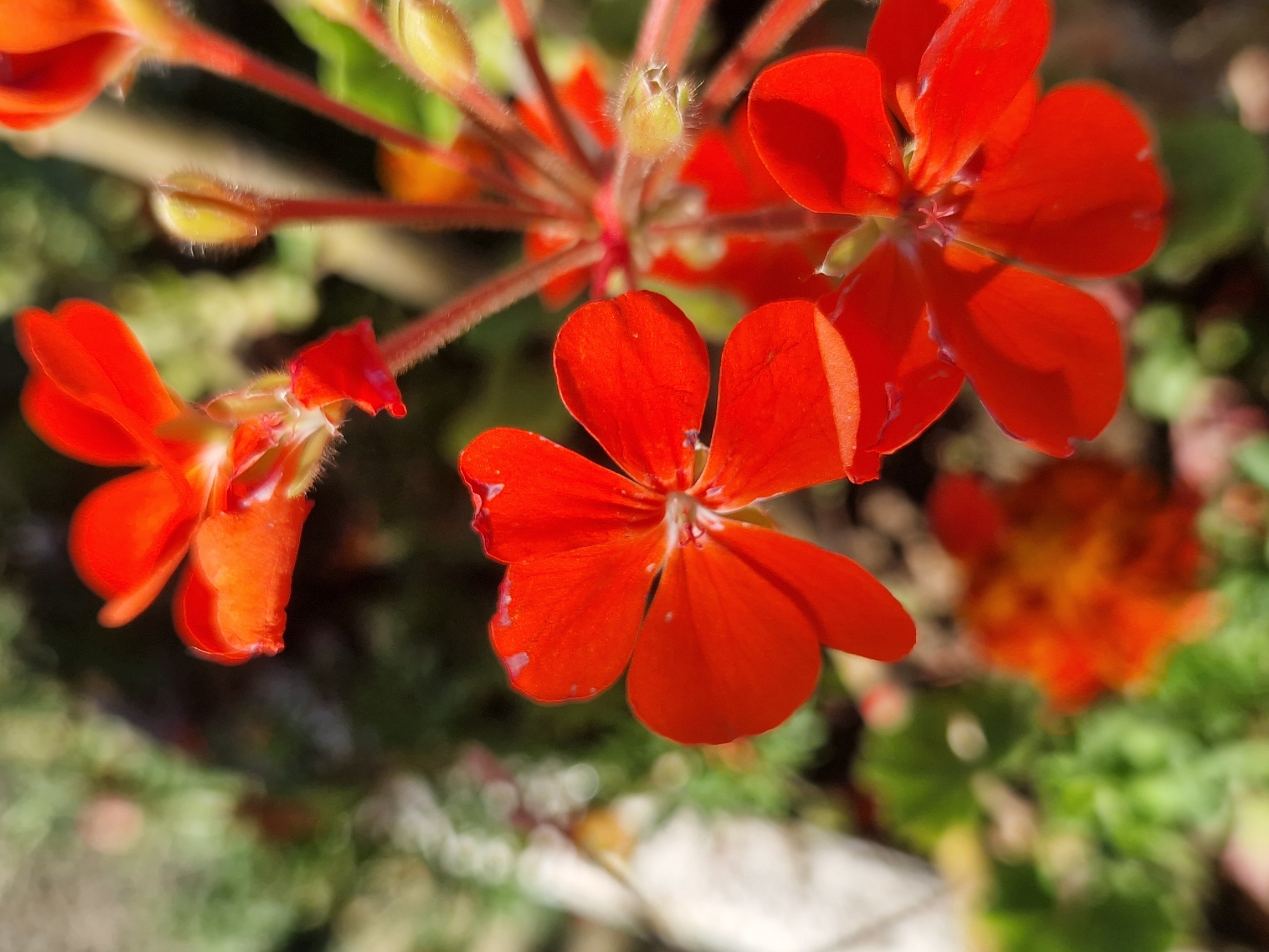 A close-up, macro photograph captures a cluster of vibrant red geranium flowers in bloom, their petals delicately curved and slightly ruffled at the edges. The flowers are the primary subject, with several in focus, showcasing their intricate structures and vivid coloration. In the background, soft-focus green foliage and hints of other out-of-focus blossoms create a natural, garden setting. The lighting suggests a sunny day, with bright light illuminating the flowers and casting subtle shadows, enhancing their texture. The image was taken on the grounds of a private residence in Dolni Pasarel, Bulgaria, a small village located south of Sofia, known for its tranquil, natural surroundings and proximity to nature reserves.