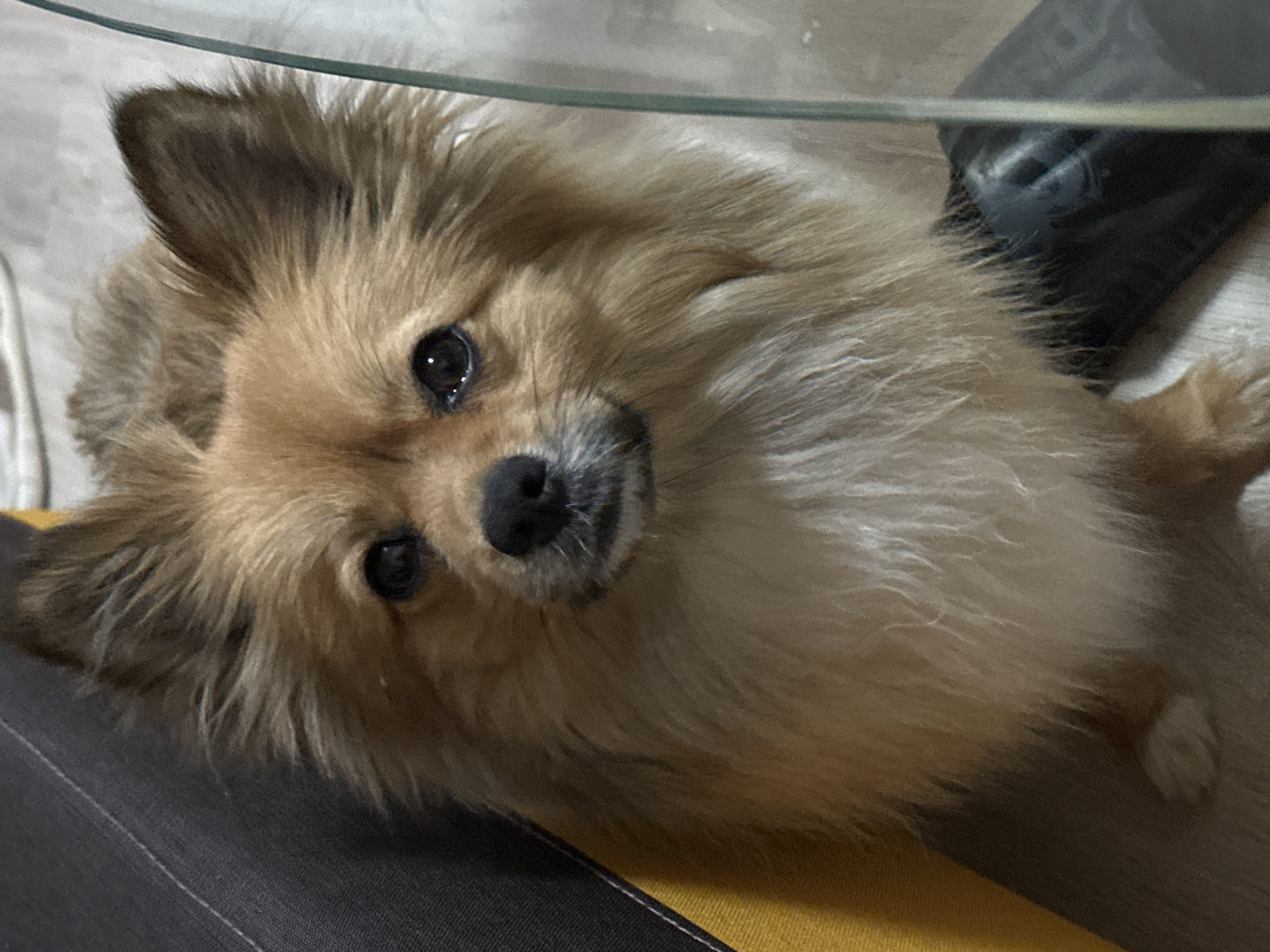 A close-up shot of a light-brown dog with long fur lying on or near a gray and yellow surface. The dog has dark eyes and a black nose. A clear, thin object, possibly glass, is visible across the top of the frame. A dark, possibly leather, object is also present on the right side of the frame. The location is unknown and cannot be determined from the visual information. No people are visible.