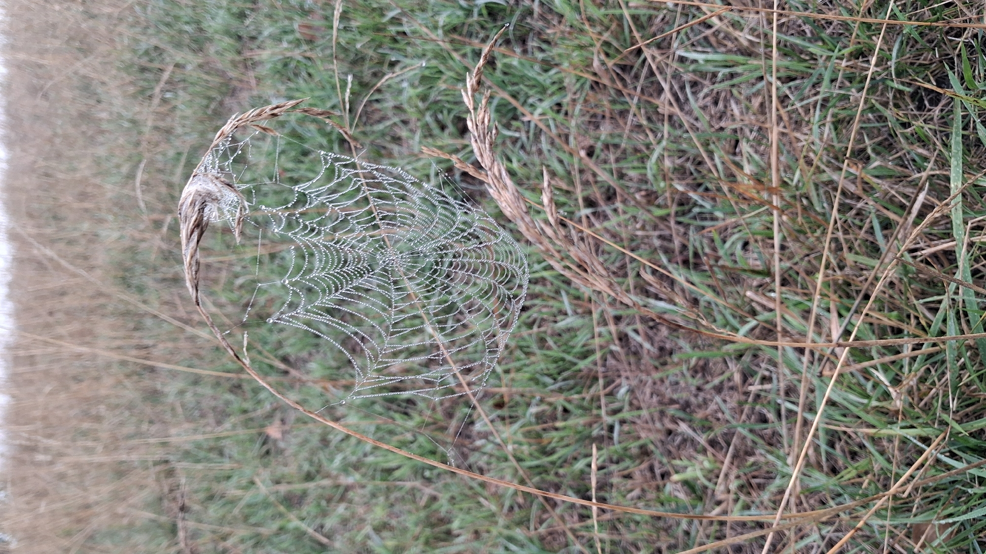 The image captures a close-up view of a dew-covered spiderweb. The web is intricately spun and suspended between blades of dry grass and a single bent stalk of wheat or similar grain. Numerous tiny water droplets cling to the silk threads, creating a glistening effect. The background consists of a field of dry and green grass, suggesting an outdoor environment, possibly in a rural or natural setting. The lighting appears overcast, contributing to the muted tones of the scene. There are no people or animals visible in the image. The location is Osterhofen, Germany.