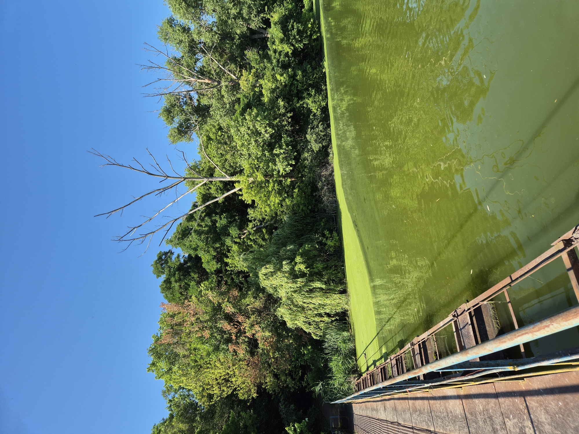 In the village of Sozonivka, Ukraine, a long, metal walkway extends over a body of water heavily covered in vibrant green algae. The walkway has a rusted railing with blue and yellow painted sections. Beyond the water, a dense line of trees forms the background, with varying shades of green foliage. Some of the trees are dead, their bare branches stark against the clear, bright blue sky. The overall scene depicts a natural landscape with signs of man-made structures.