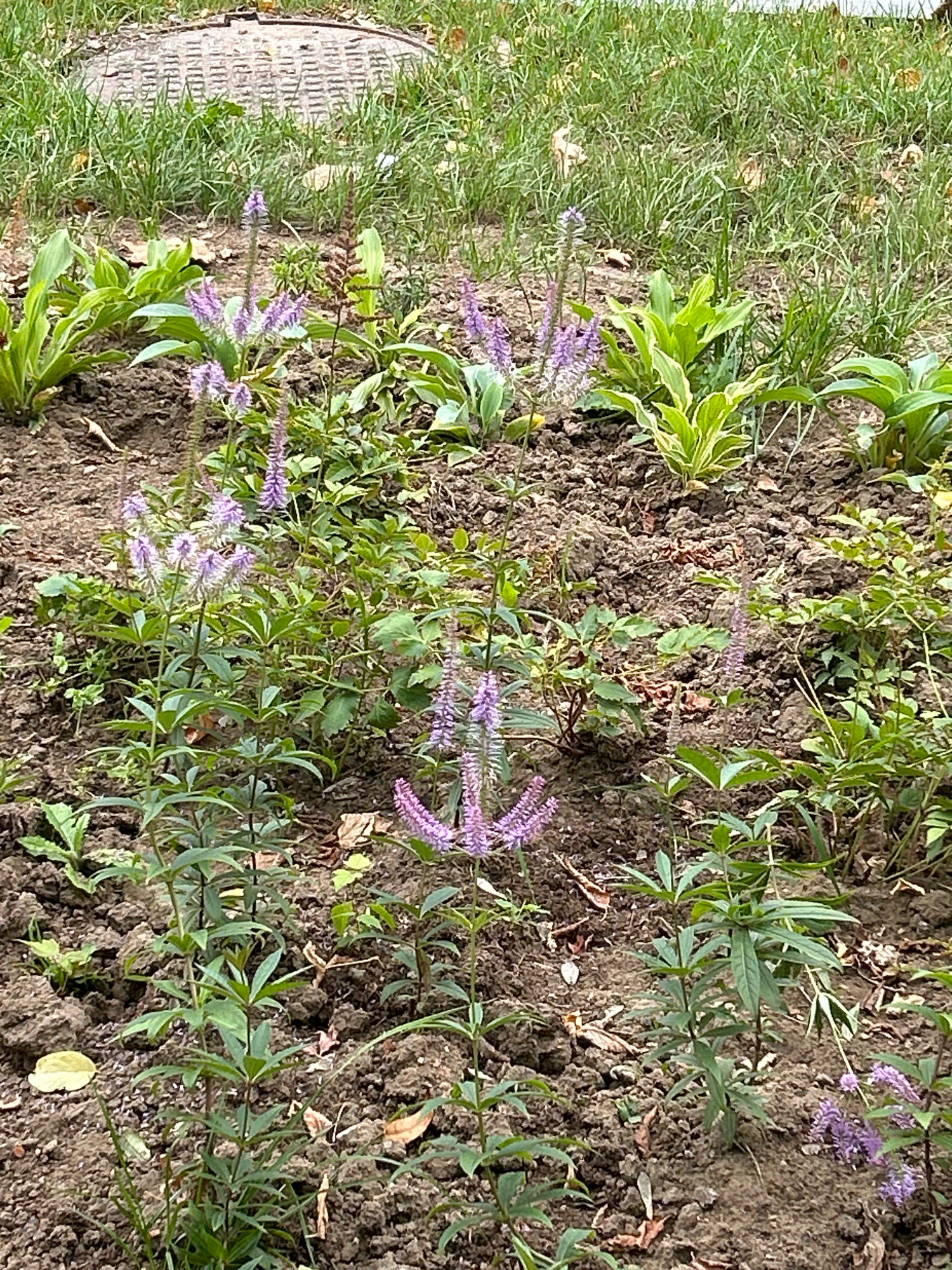 In Moscow, Russia, a close-up shot captures a patch of garden soil with green foliage and several blooming purple flowers. The flowers have tall, slender spikes of small, vibrant purple florets. Among the purple blooms, some have started to fade, showing brown seed heads. The soil is dark brown and appears somewhat dry, with a few fallen leaves scattered on its surface. In the background, a section of lush green grass is visible, and a circular manhole cover is partially obscured by the grass. The overall impression is that of an outdoor garden setting, possibly a public park or a residential area, with signs of natural growth and the presence of urban infrastructure.
