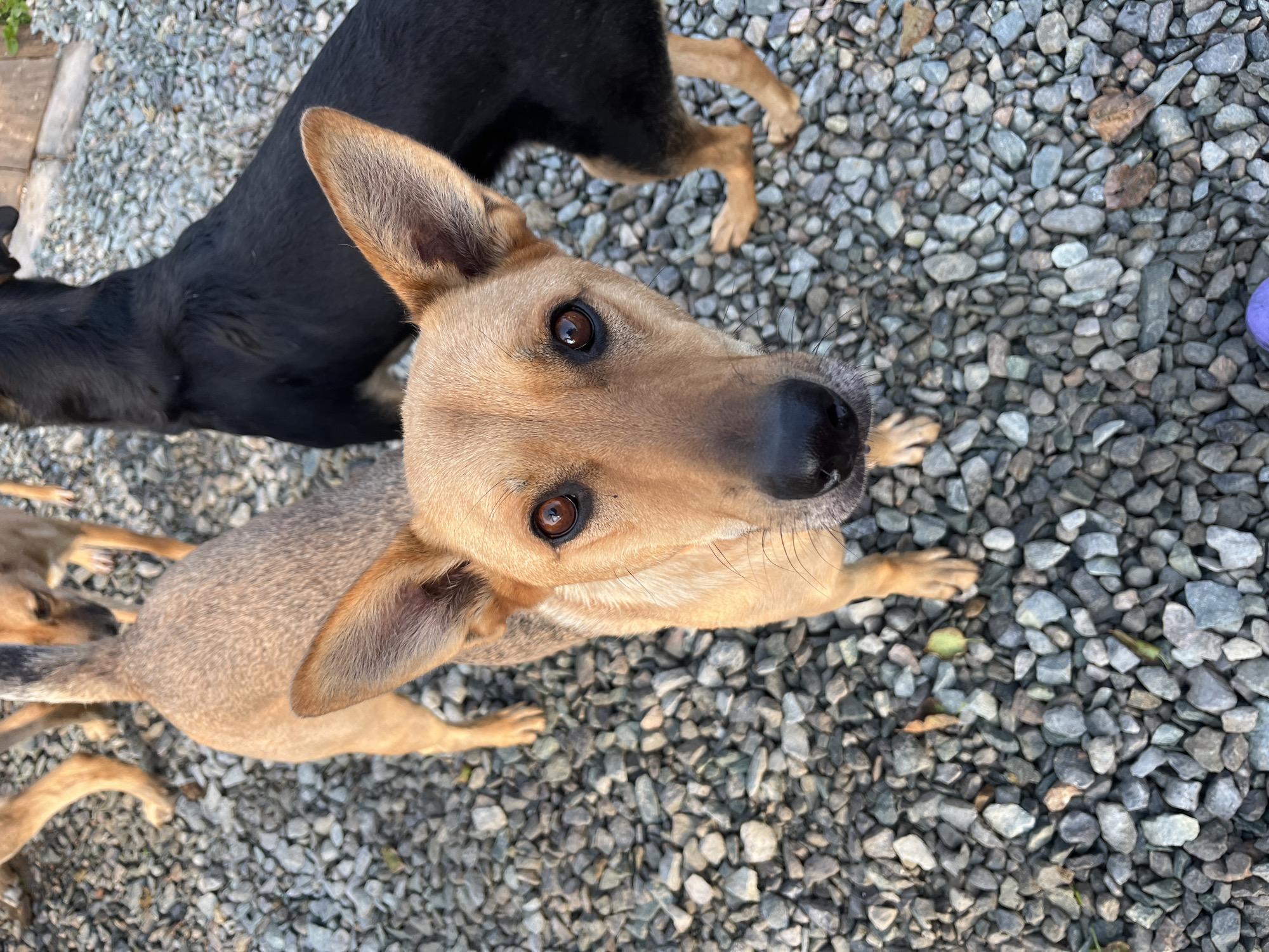 The image shows a close-up view of a medium-sized, light brown dog standing on a gravel surface. The dog is looking directly at the camera with its ears perked. In the background, a black dog is partially visible. The environment appears to be outdoors, possibly a yard or a park. There is no indication of the location being Nizhny Tagil, Russia.
