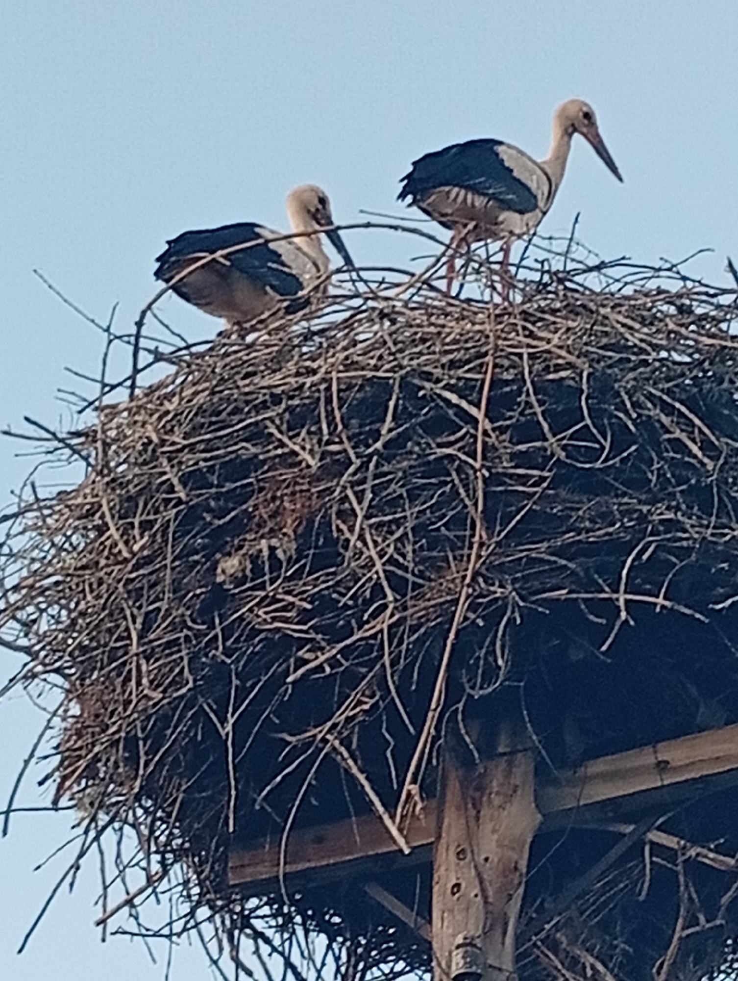 A low-angle, eye-level, medium shot shows two storks perched in a large, messy nest made of twigs and branches. The nest is situated on top of a wooden structure, possibly a platform or pole, which is partially visible at the bottom of the frame. The sky is clear and blue, providing a stark background for the birds and their nest. The storks are facing in different directions. The stork on the left is turned away from the camera, its back facing the viewer, while the stork on the right is facing towards the right side of the frame. Both birds have white bodies and black wings, with long, pointed beaks. The one on the right is more fully visible and appears to be standing with its legs extended. The image is slightly blurry, suggesting it may have been taken with a mobile phone camera. There is no visible indication of the location or context within a city.