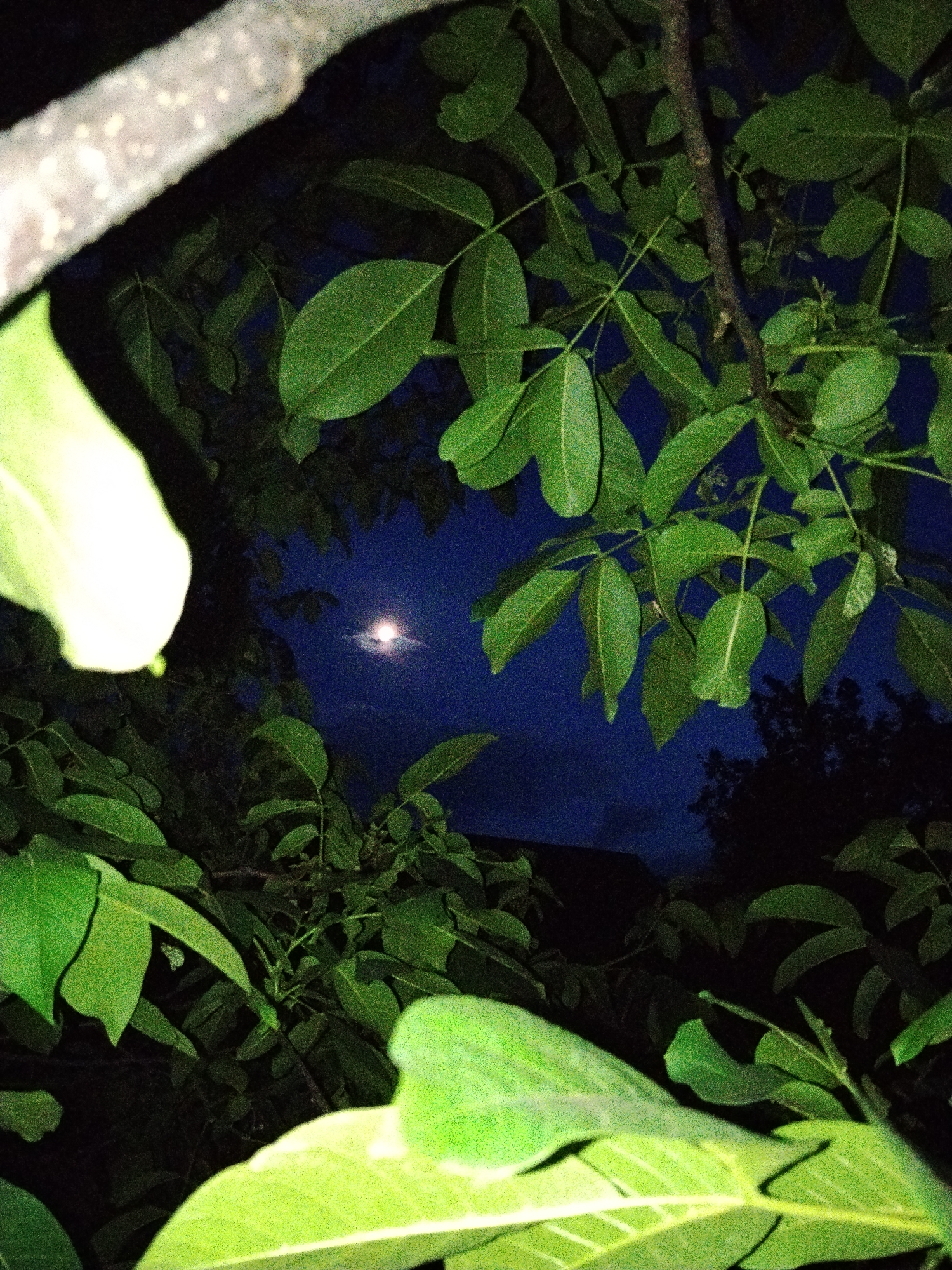 The image is a night-time outdoor photograph taken in Ustyvytsia, Ukraine. The foreground is dominated by green foliage, with some leaves appearing overexposed and bright, particularly in the lower left and bottom center. A branch is visible diagonally across the upper portion of the image. In the background, the night sky is a deep blue, with a visible moon surrounded by a faint halo or cloud. Silhouetted trees can be seen against the sky. The overall impression is one of looking up through branches at the moonlit night sky. There are no people or visible activity in the image.