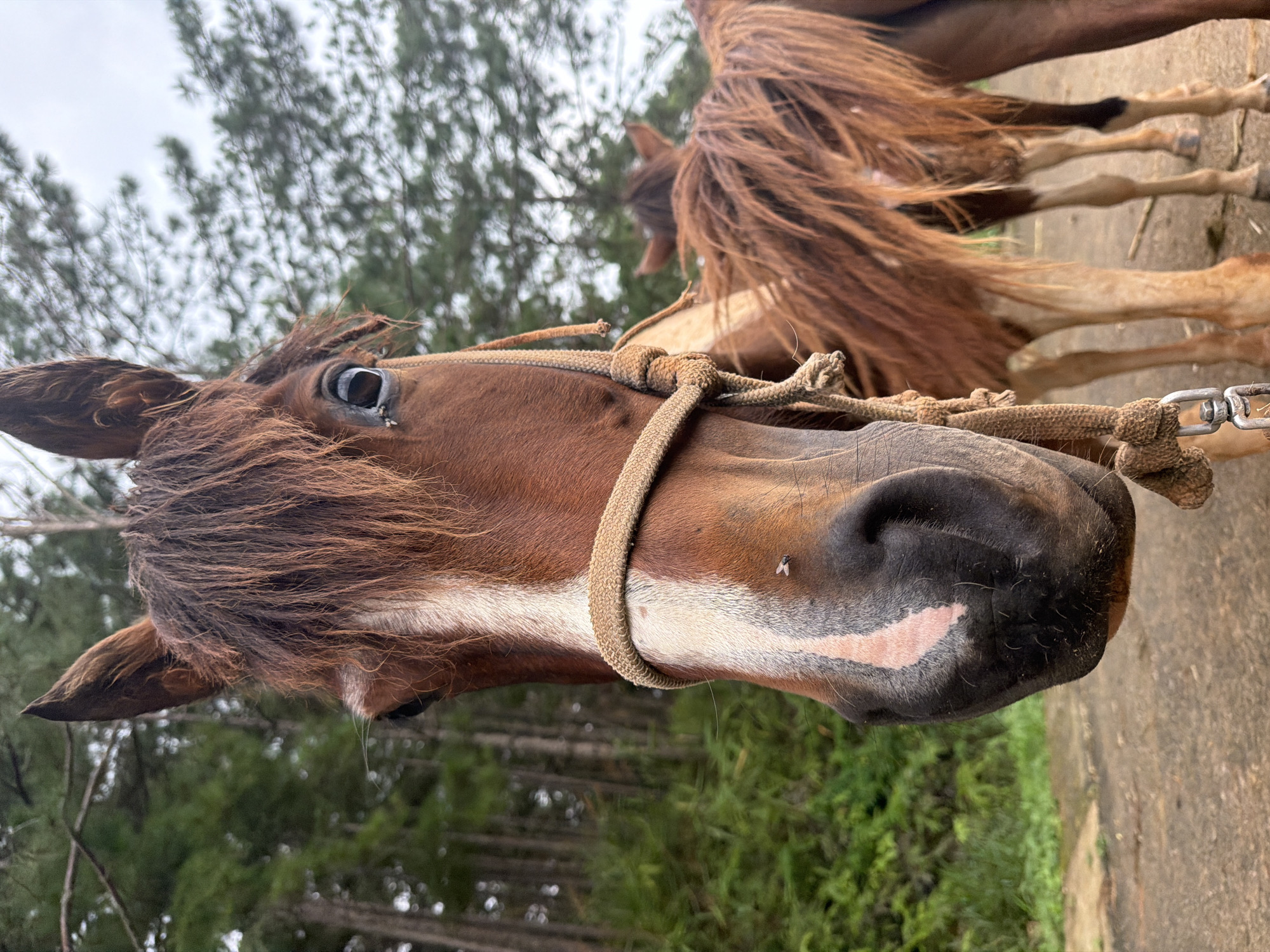 A close-up, low-angle outdoor shot captures the head of a brown horse with a white blaze down its face, wearing a rope halter. The horse is facing forward, with its mane falling over its forehead. A fly is visible on the horse's nose. In the background, several other horses stand partially obscured, their manes also appearing shaggy and brown. The setting appears to be a wooded area with pine trees and green foliage. The ground is a dirt path. The image is taken in Da Lat, Vietnam.