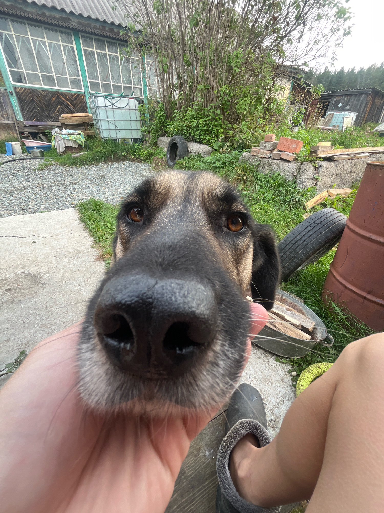 The image shows a close-up of a dog's face in an outdoor, possibly rural, setting. The dog's nose is very prominent, and its eyes are visible. A person's hand is holding the dog's snout. In the background, there is a rustic wooden building with large windows, a large plastic water tank, a pile of bricks, and some tires. The ground is covered with gravel and grass. The overall scene suggests a somewhat unkempt yard or rural property. There is no information in the image to suggest the location is Nizhny Tagil, Russia.