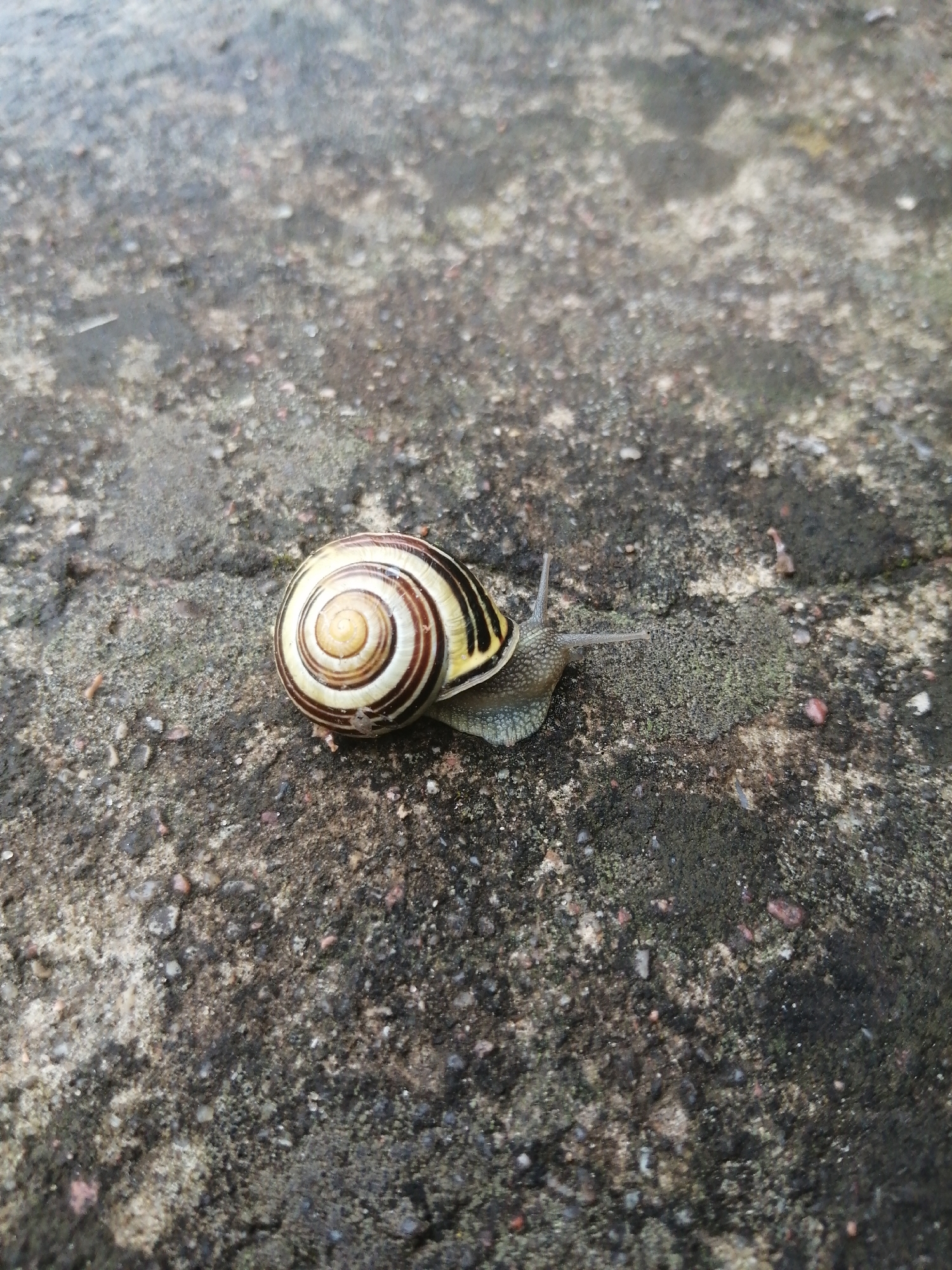 A snail with a banded shell is crawling on a rough, gray, textured surface that appears to be concrete with some moss or dirt. The snail's body is visible, extending from the shell, with two stalks, presumably antennae, extended forward. The background is out of focus, showing more of the textured surface. The scene is captured from a slightly elevated, top-down perspective. The location in Slonim, Belarus cannot be determined from the image.