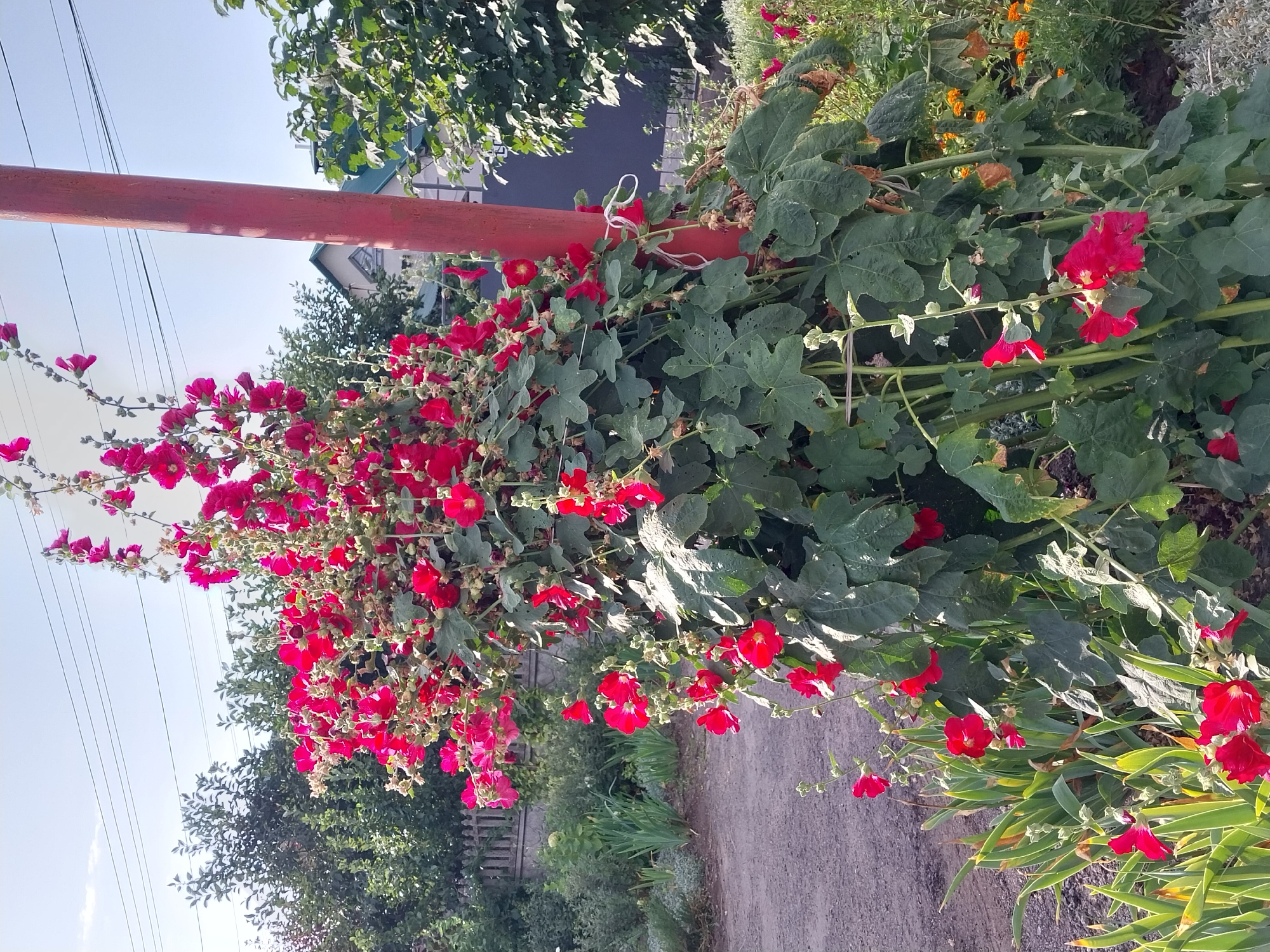 In the city of Doslidne, Ukraine, a vibrant red hollyhock plant grows tall and full, its blossoms reaching towards a clear blue sky. The plant is tied to a red pole with a white string. In the background, green trees and a house with a green roof can be seen. The ground is covered with gravel, and a gray fence is visible. The scene is illuminated by natural sunlight.
