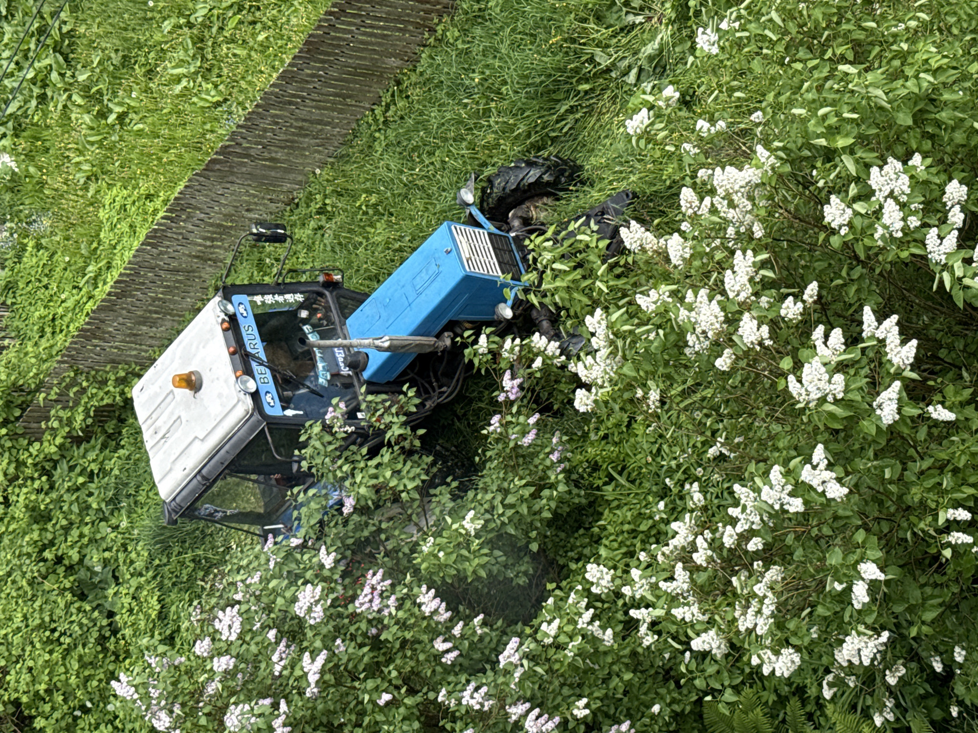 The image depicts a blue and white Belarus tractor partially obscured by vegetation. It is situated in a grassy area adjacent to a wooded fence. Predominantly white and some purple flowering lilac bushes surround the tractor. The scene is likely in a rural or suburban area, as the presence of the tractor and dense foliage suggest an environment where agricultural or gardening activities may occur. Rusanovo, Russia is specified as the location, but there is no additional information linking this image to that specific city. The tractor appears stationary, and there is no immediate evidence of recent activity or human presence.