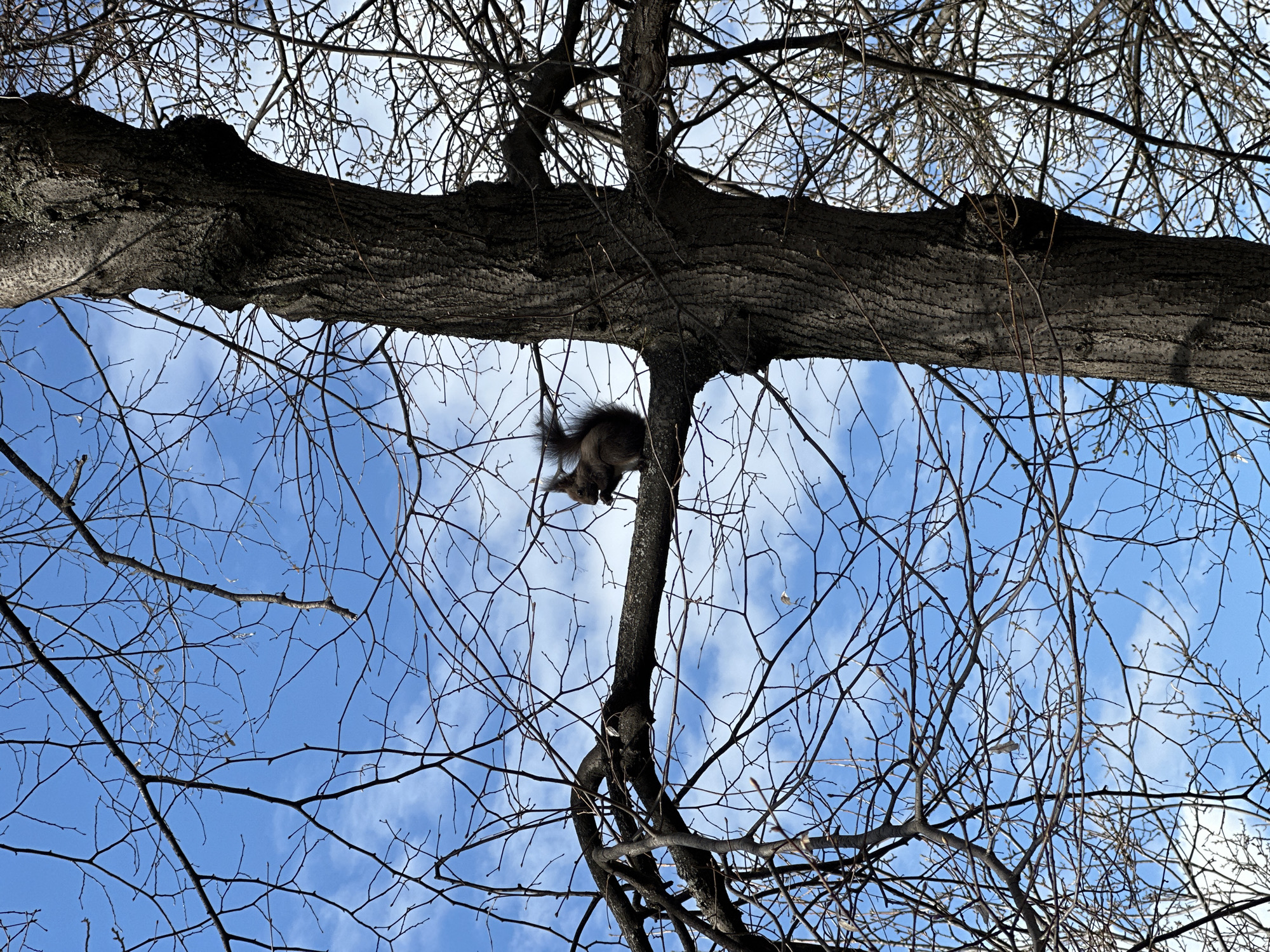 The image is taken from a low angle, looking up into a tree with bare branches against a blue sky with scattered clouds. A squirrel is perched on a smaller branch connected to a larger horizontal branch. The tree is located in Sofia, Bulgaria.