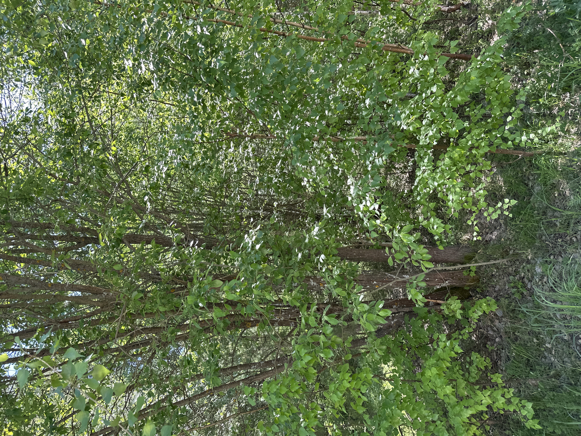 The image shows a dense area of young trees with thin trunks and green leaves. The ground is partially covered with grass and some dead leaves. The location is identified as Chaikovsky, Russia.