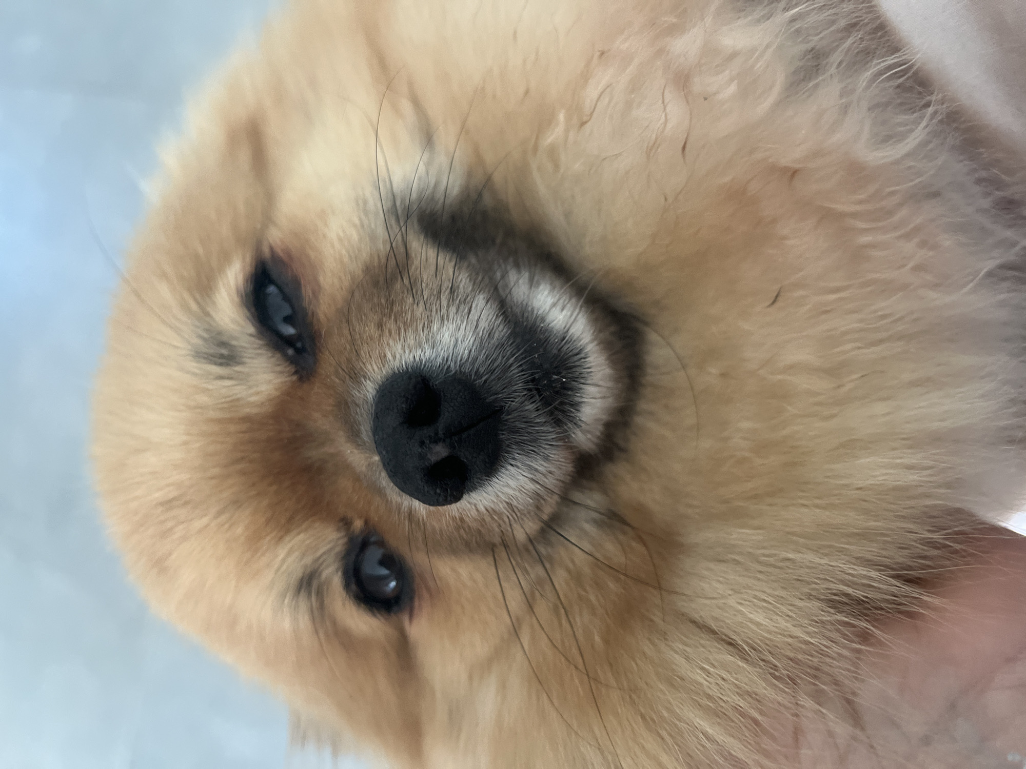 A close-up photograph features the head of a small, fluffy dog, likely a Pomeranian, with light brown or tan fur. The dog's dark, expressive eyes look directly into the camera, and its prominent black nose and whiskers are in sharp focus. The image is slightly tilted, presenting the dog's face at an angle. The overall impression is one of calmness and gentleness. Part of a human hand or finger is visible on the right side of the frame, suggesting the dog is being held or gently petted. The background is soft, blurry, and light-colored, indicating an indoor setting with diffused lighting. No text is visible in the image. The photo was taken in Chambœuf, France.